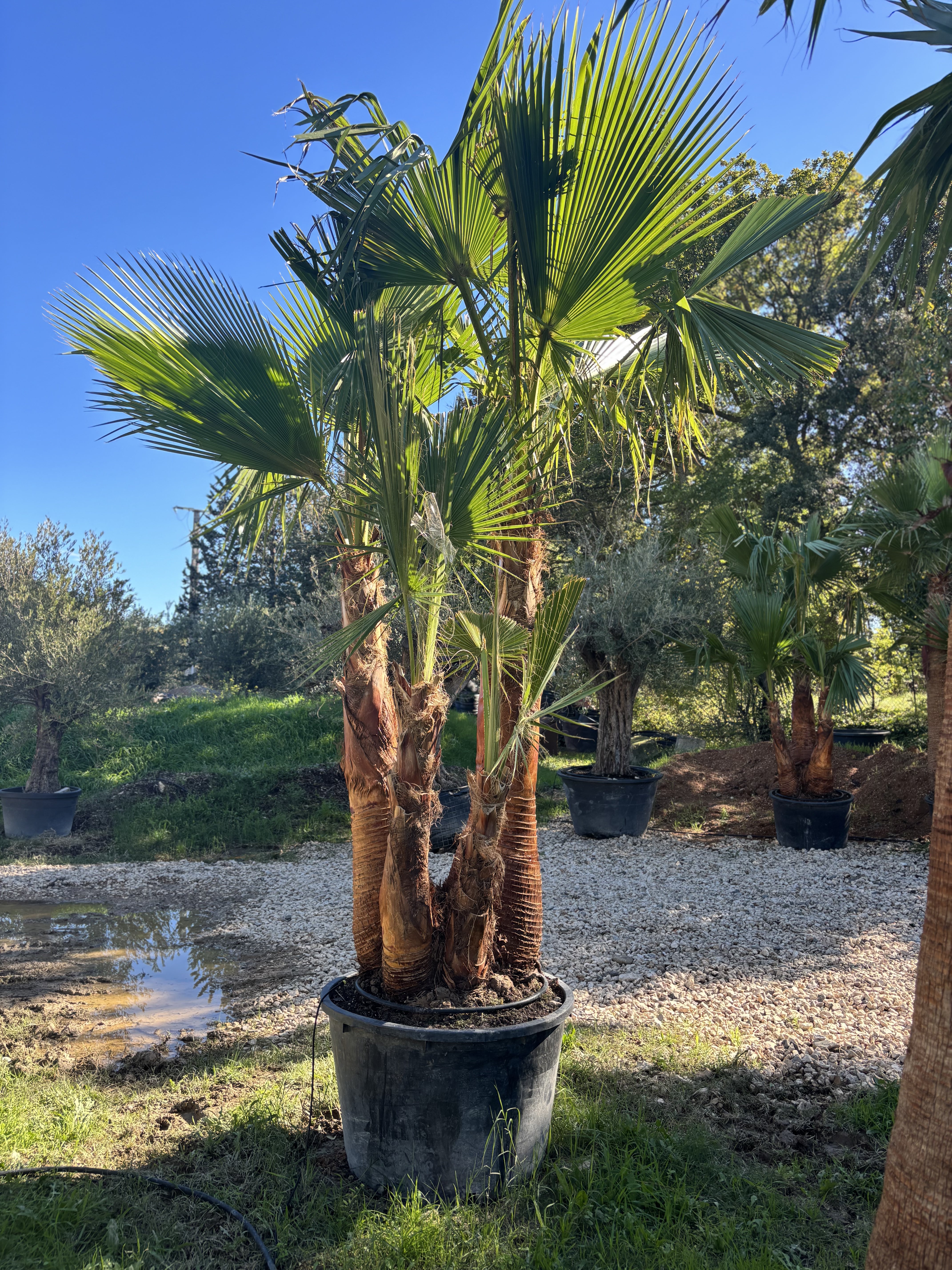 Palmier Washingtonia Robusta écorcé quadruple troncs