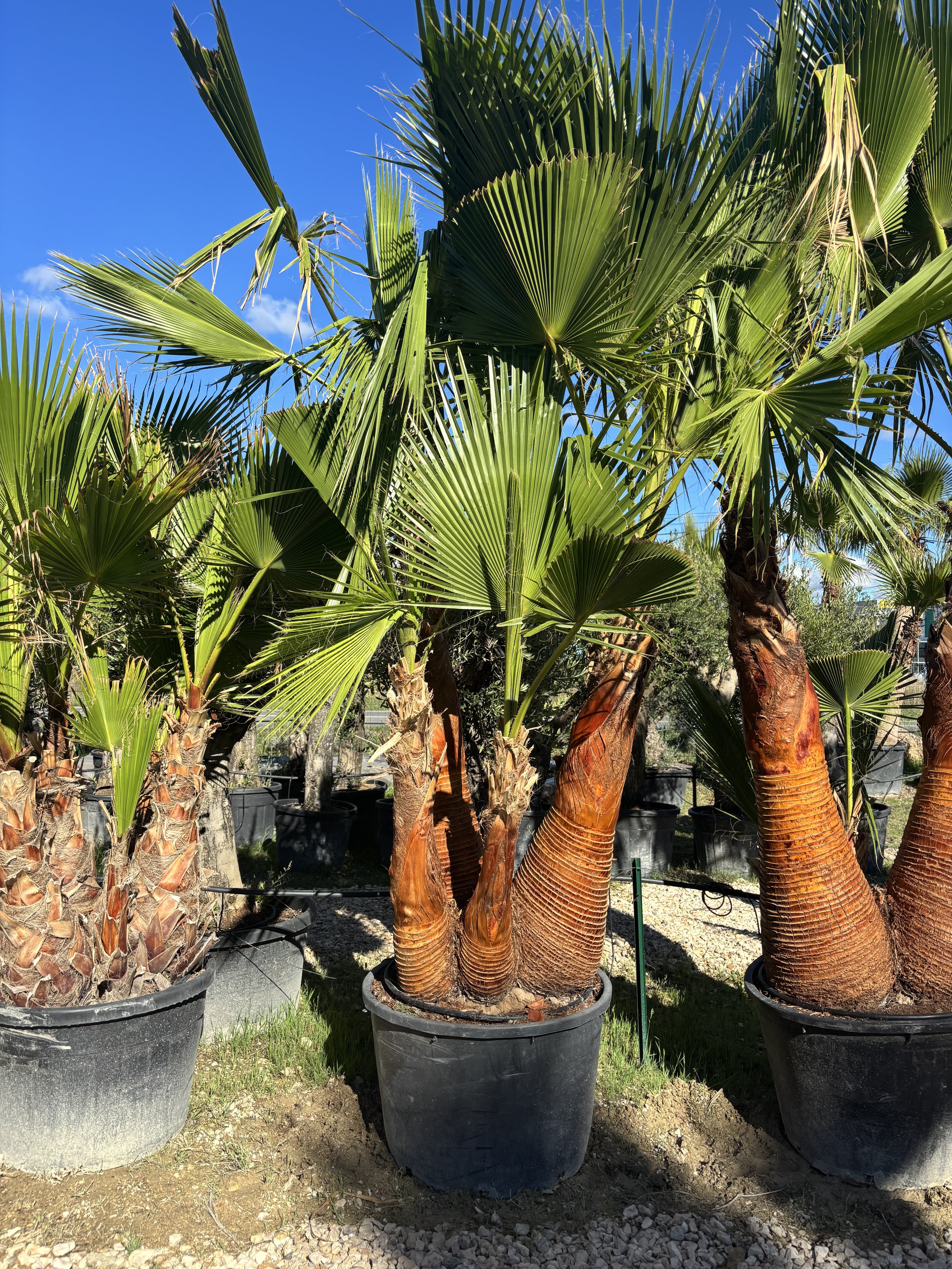 Palmier Washingtonia Robusta 4 Troncs