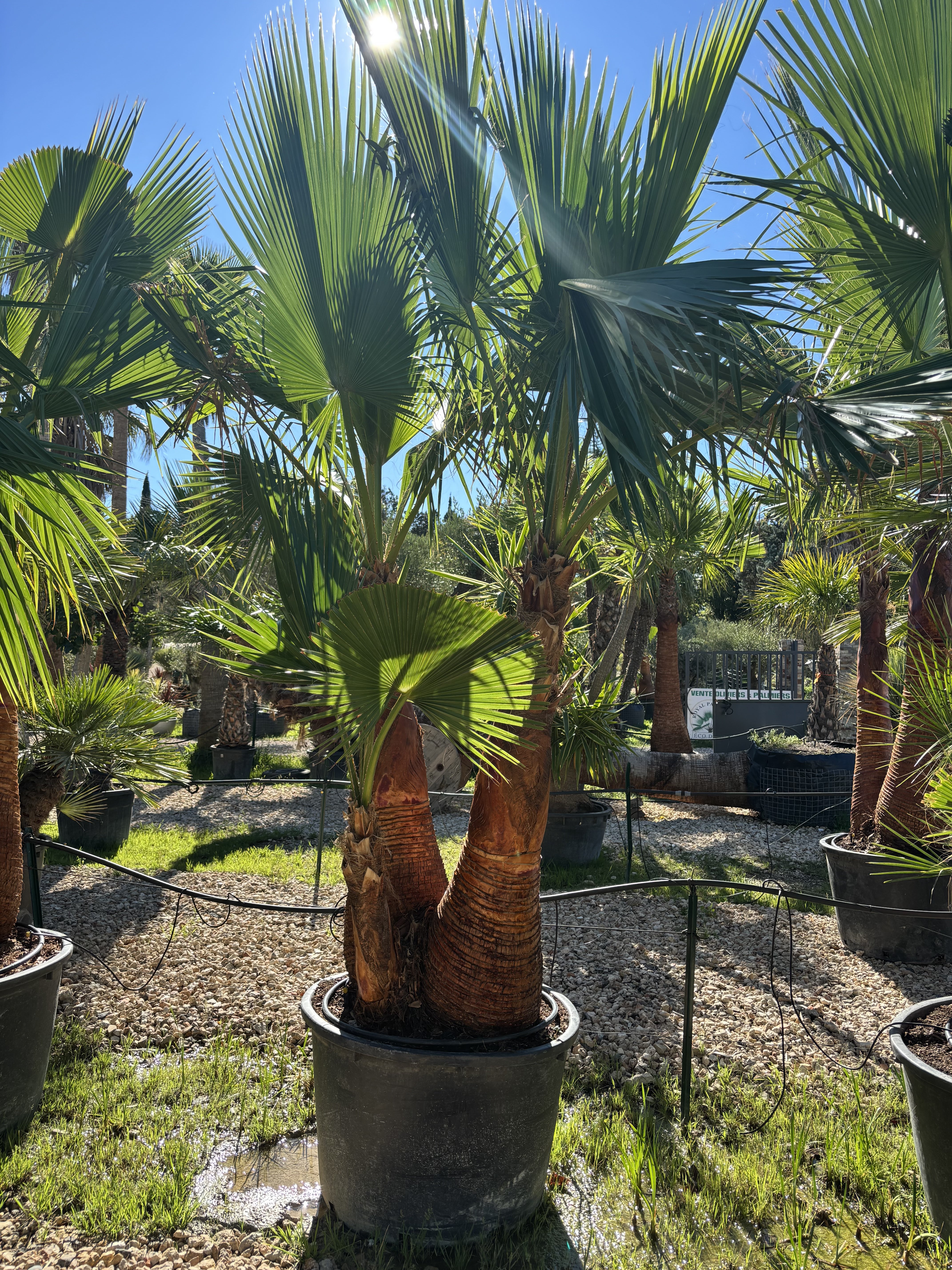 Palmier Washingtonia Robusta écorcé triple troncs