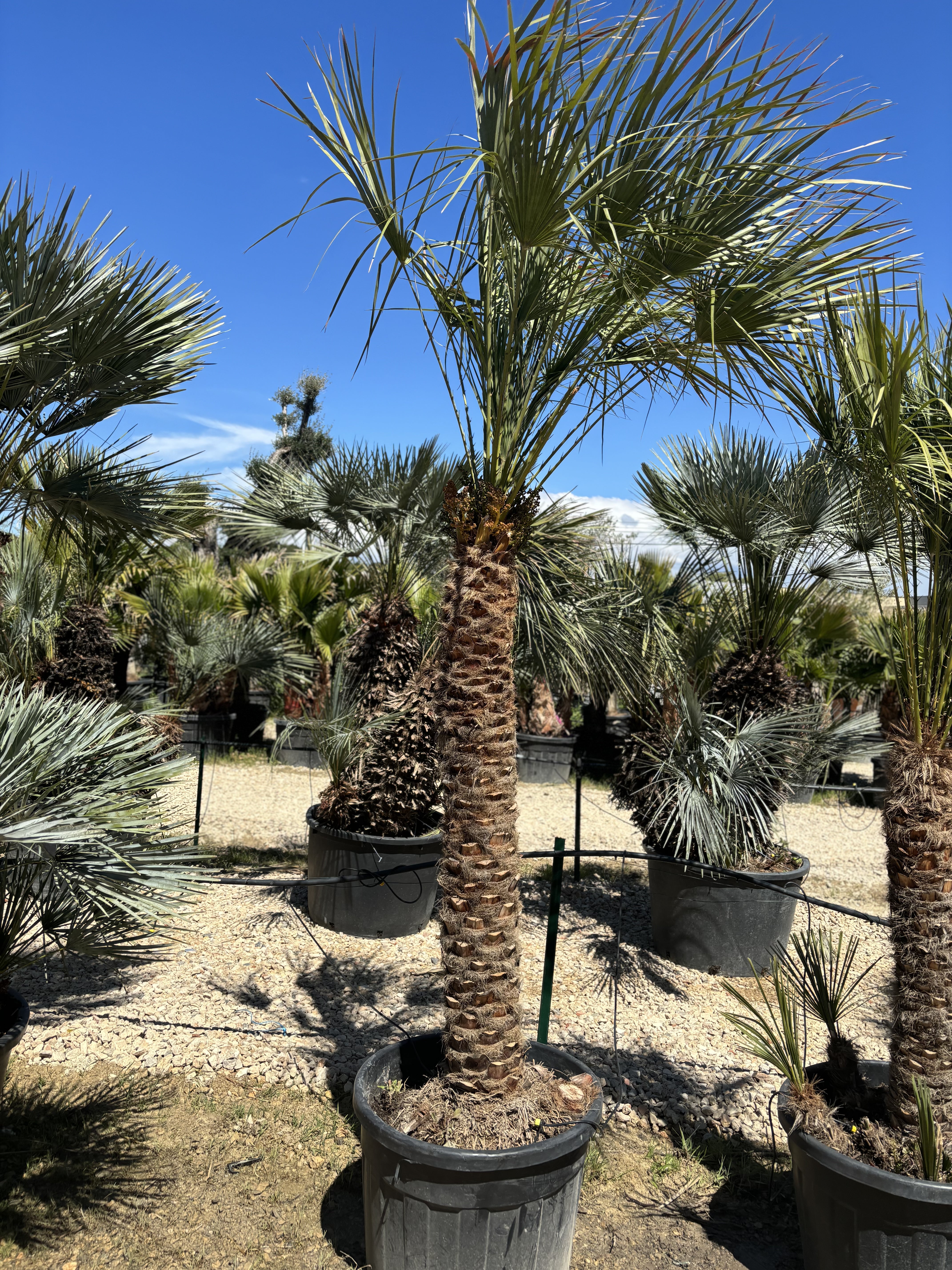 Palmier Chameorops humilis