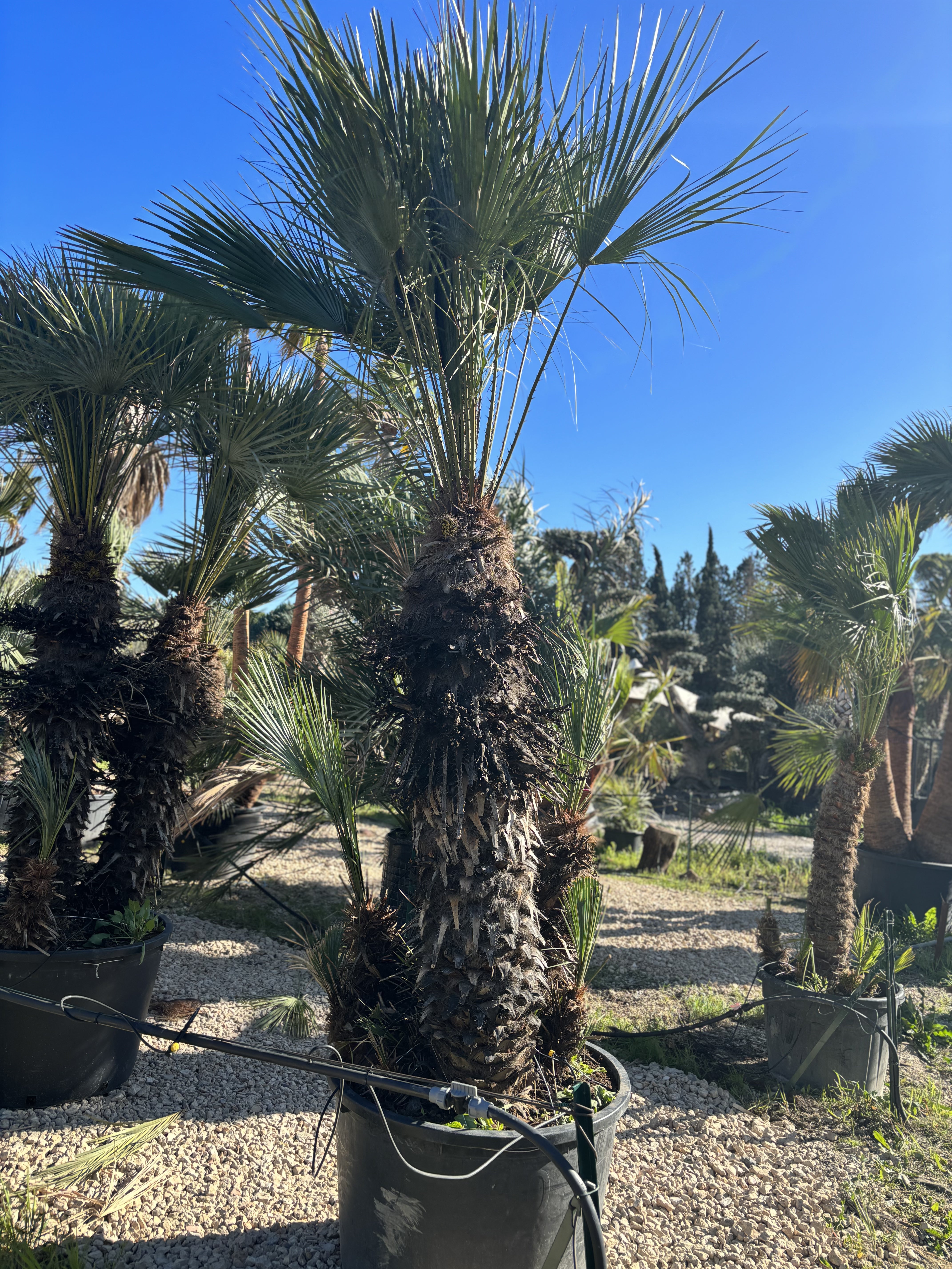 Palmier Chameorops humilis centenaire