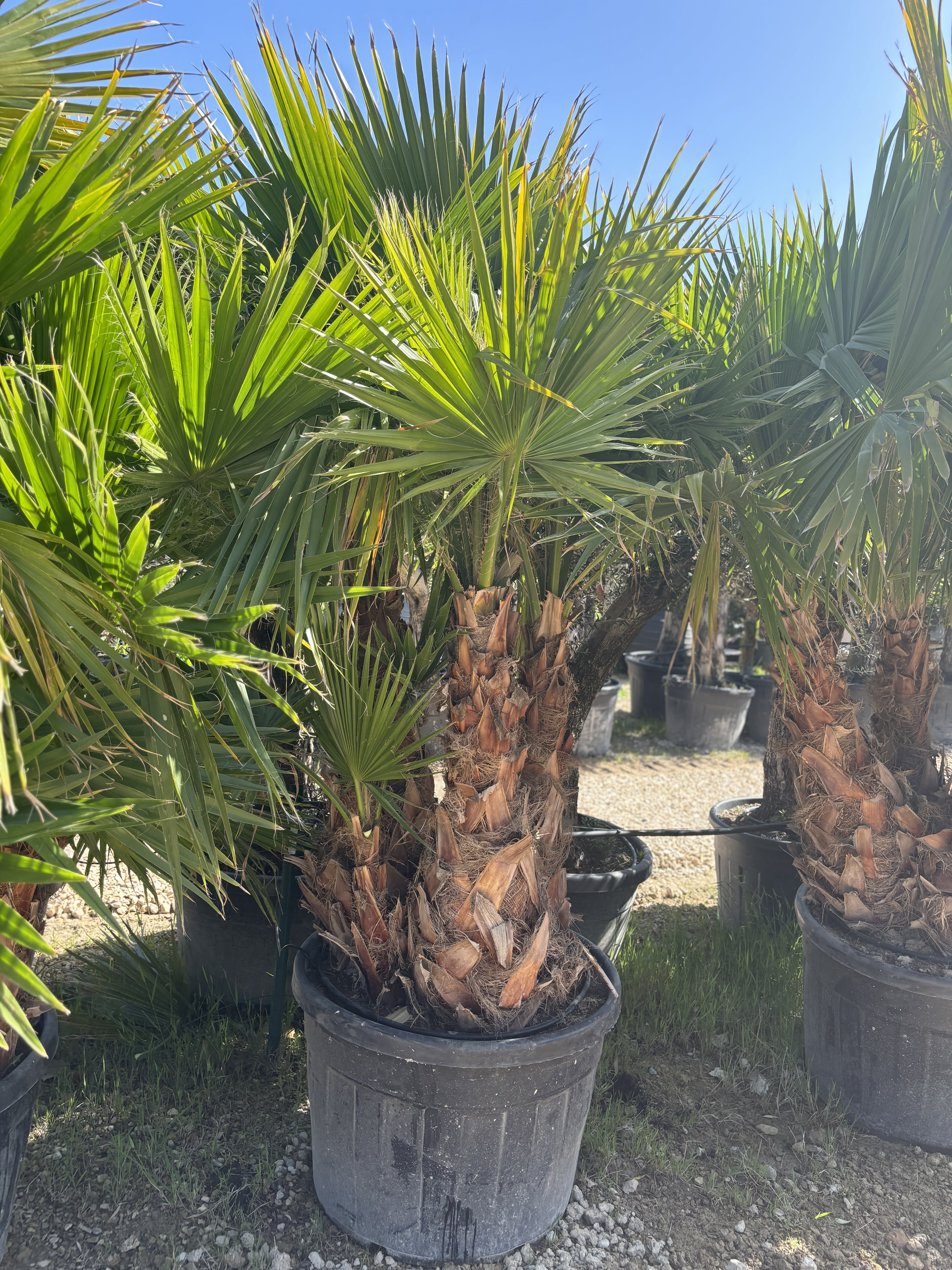 Groupe de Washingtonia robusta 4 troncs