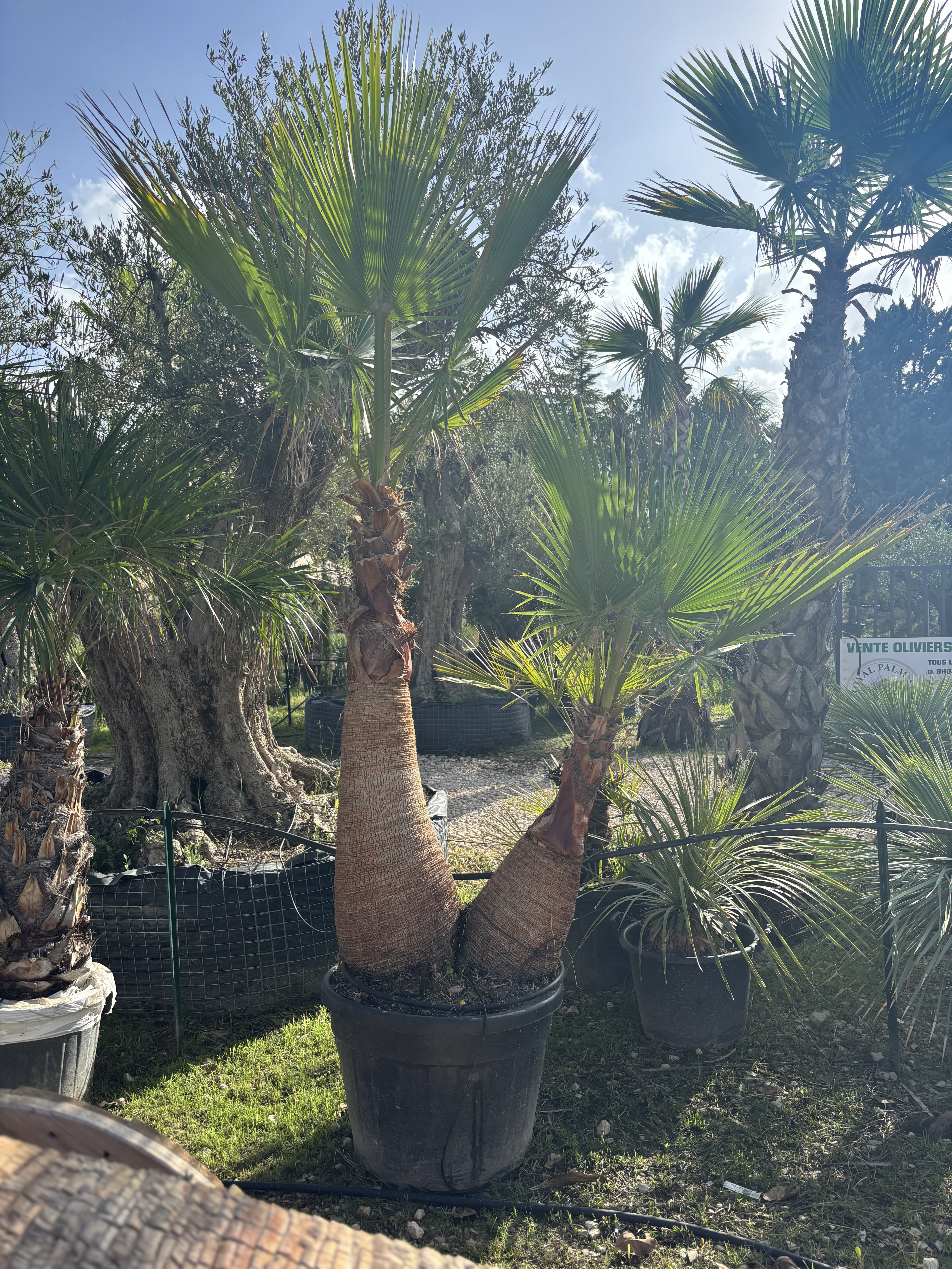 Palmier Washingtonia Robusta double tronc