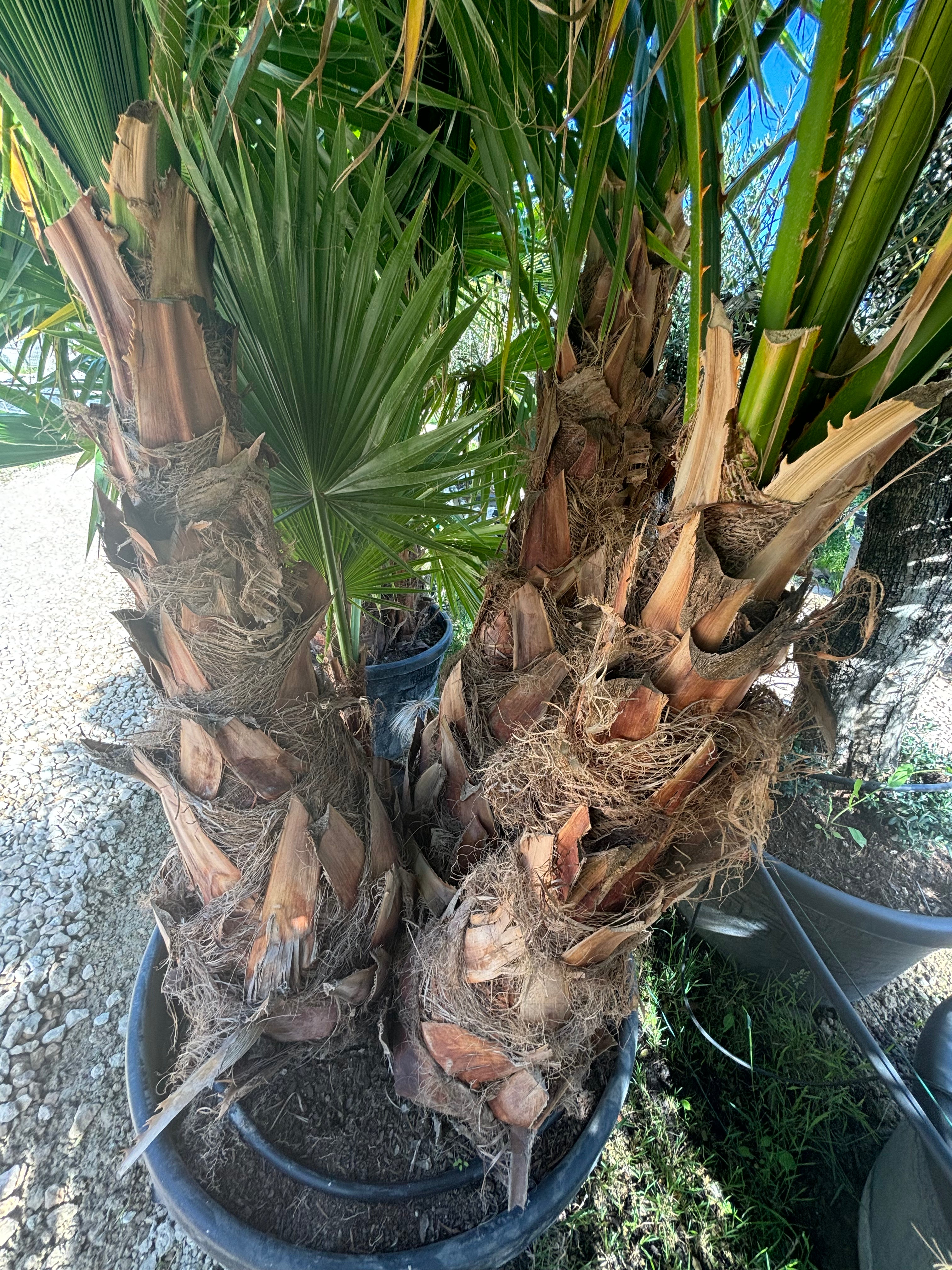 Groupe de Washingtonia robusta 4 troncs