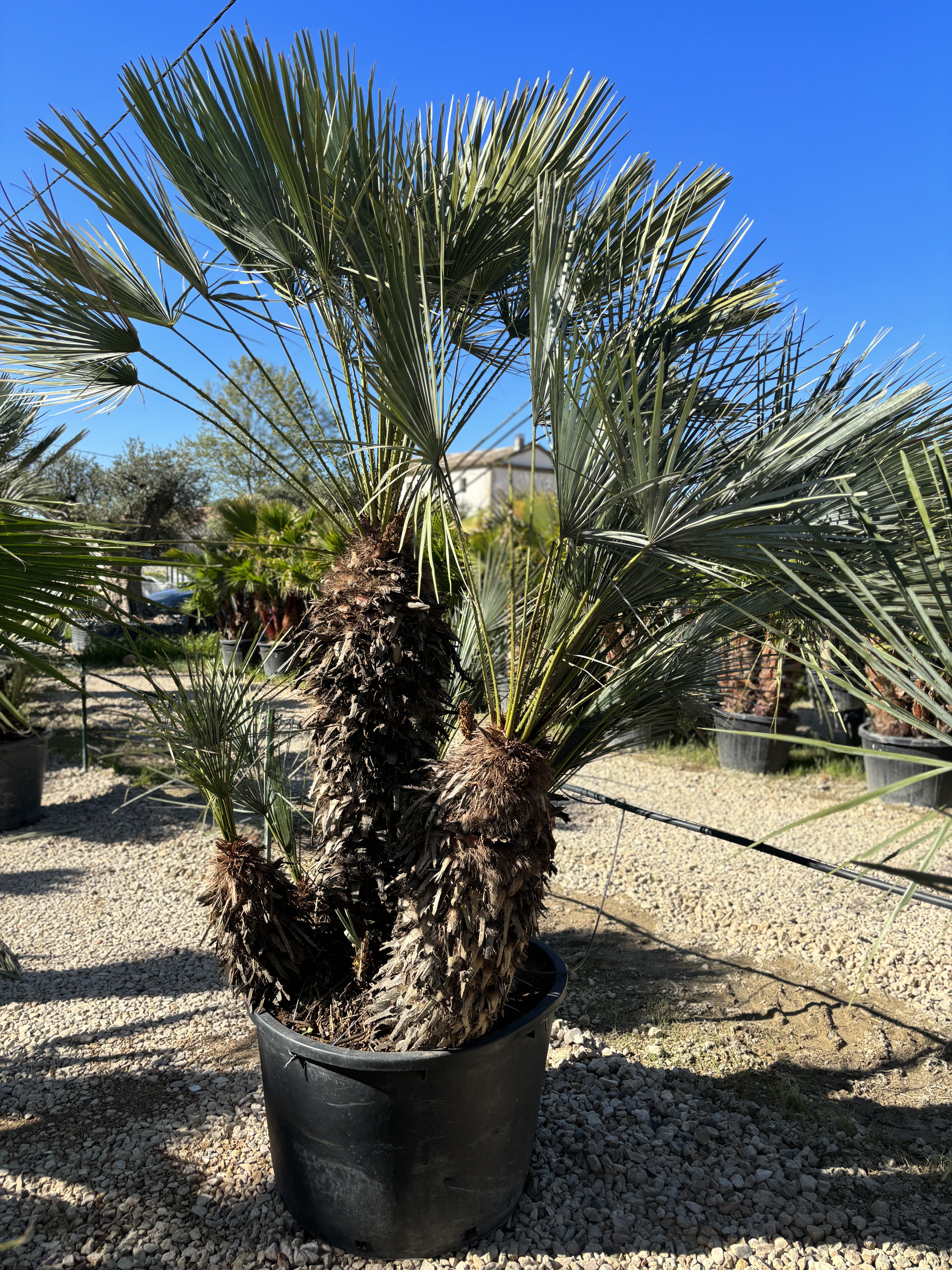 Palmier Chameorops humilis centenaire