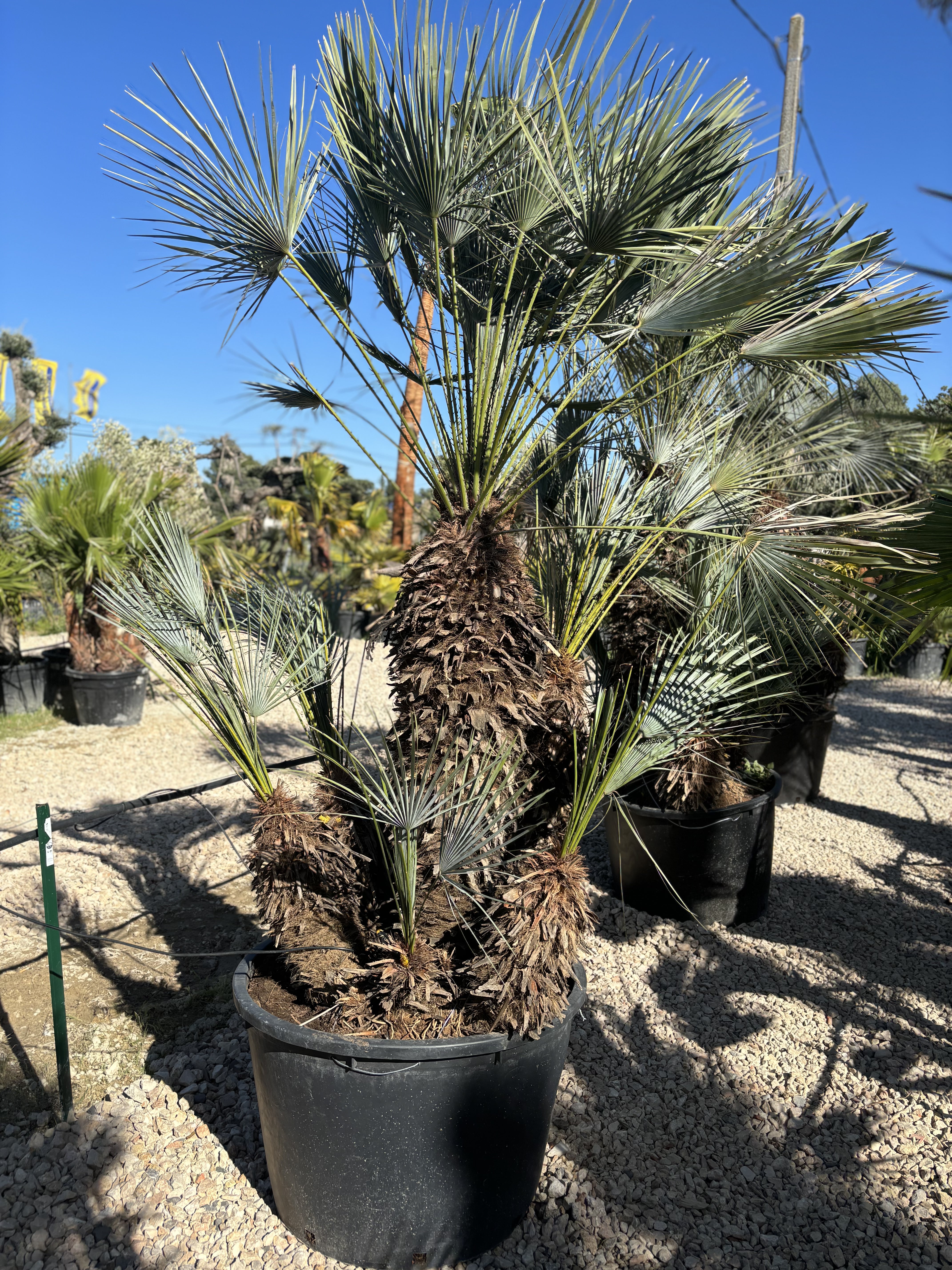 Palmier Chameorops humilis centenaire