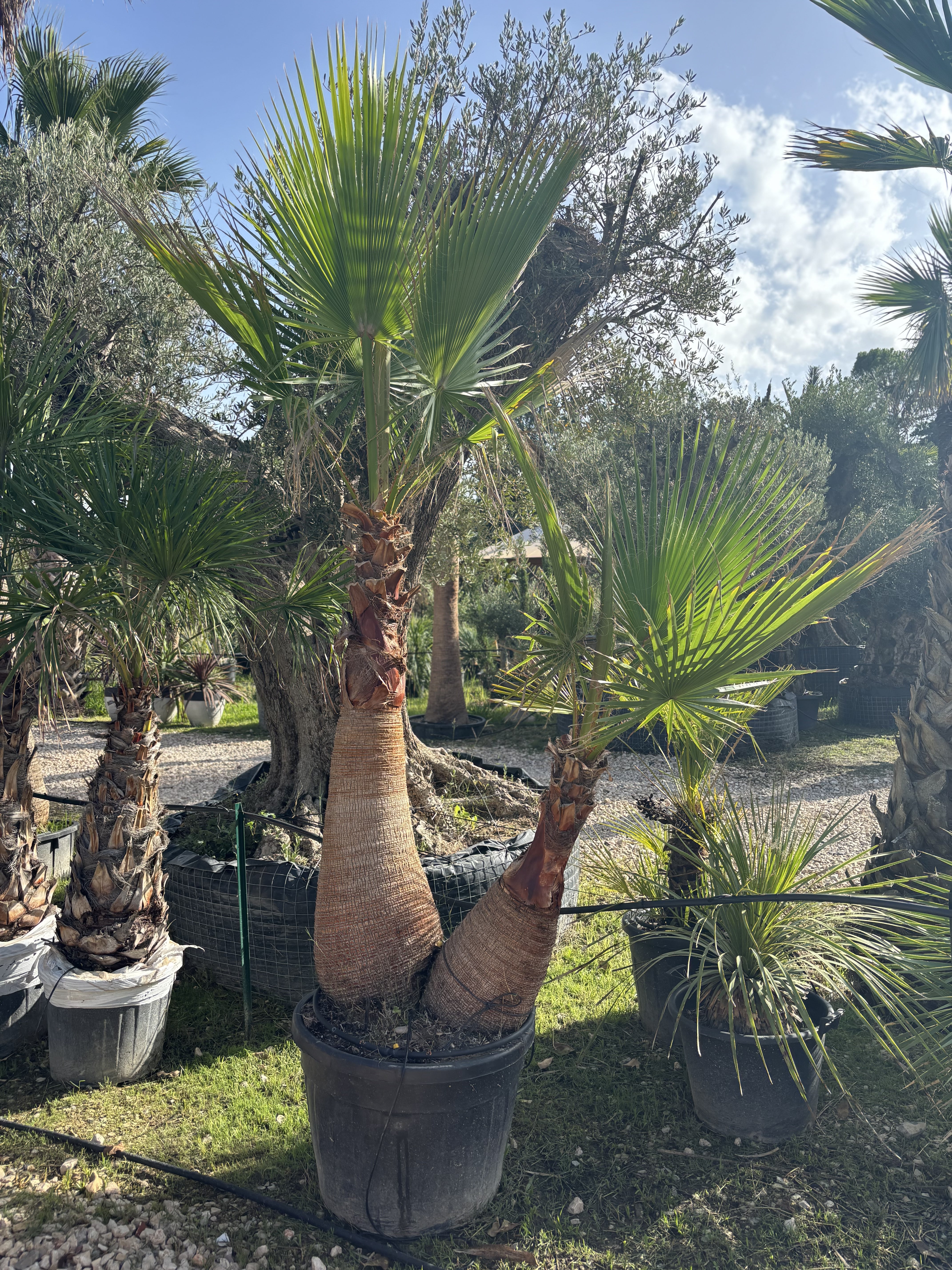 Palmier Washingtonia Robusta double tronc