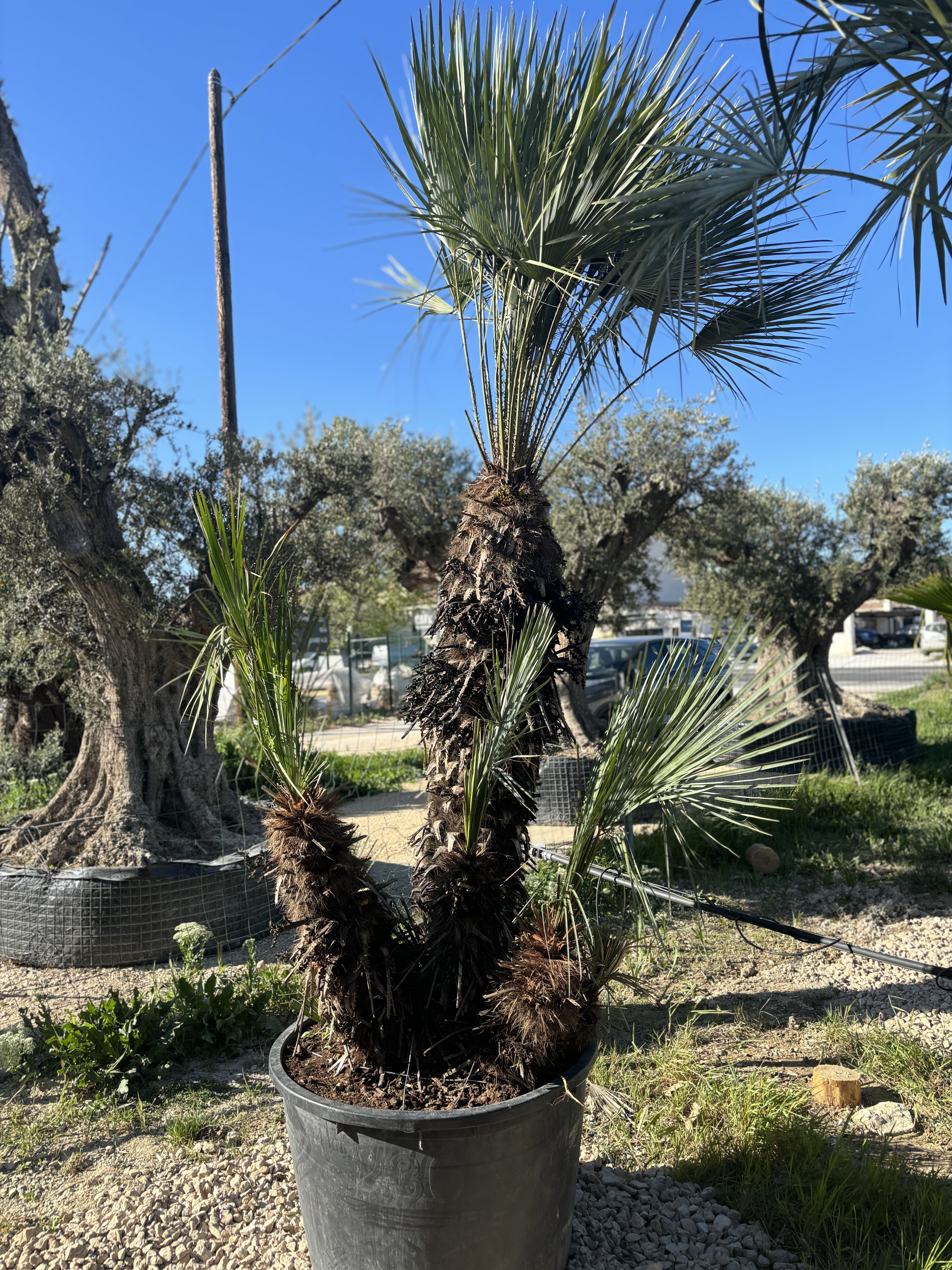 Palmier Chameorops humilis centenaire