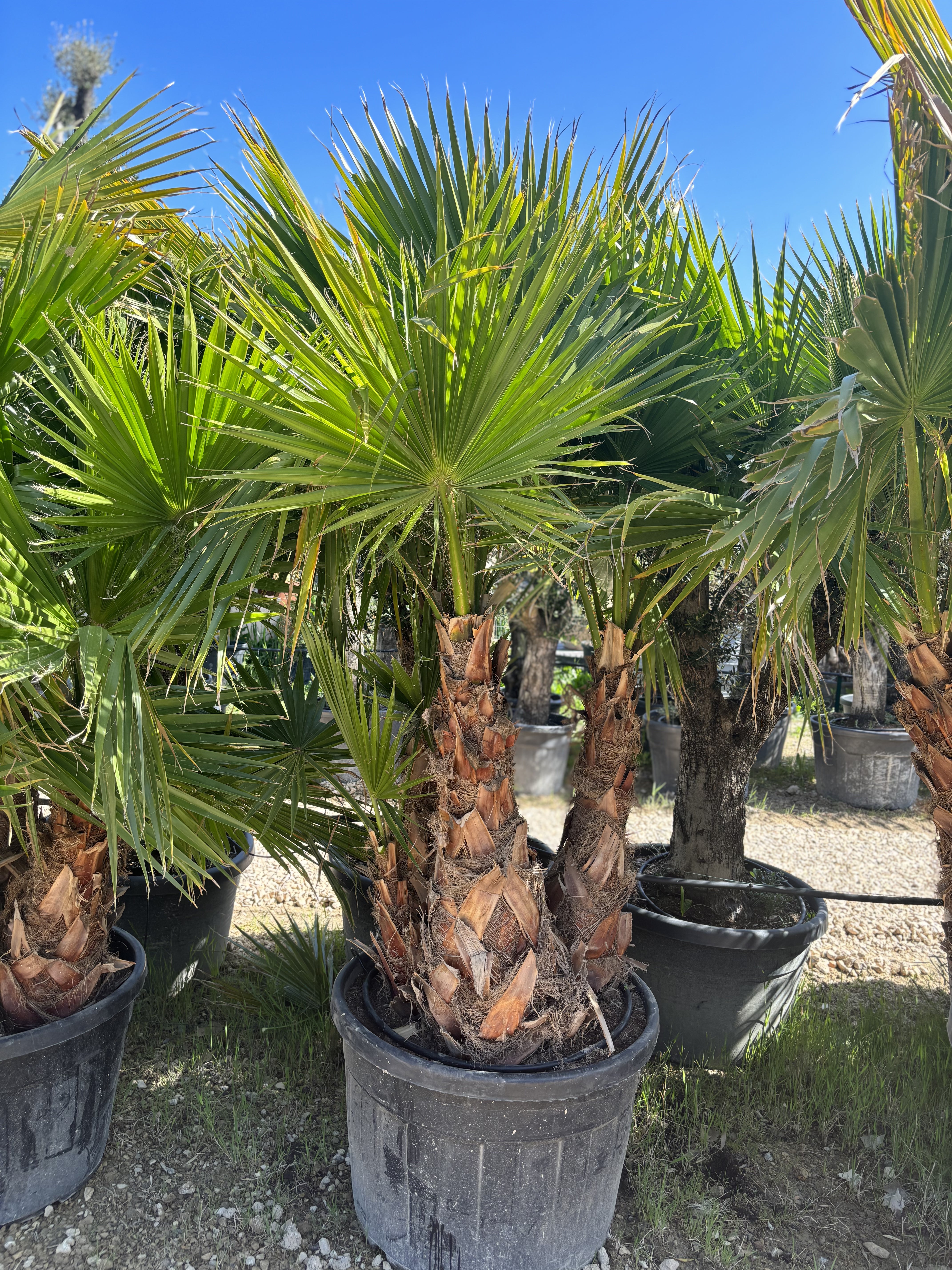 Groupe de Washingtonia robusta 4 troncs