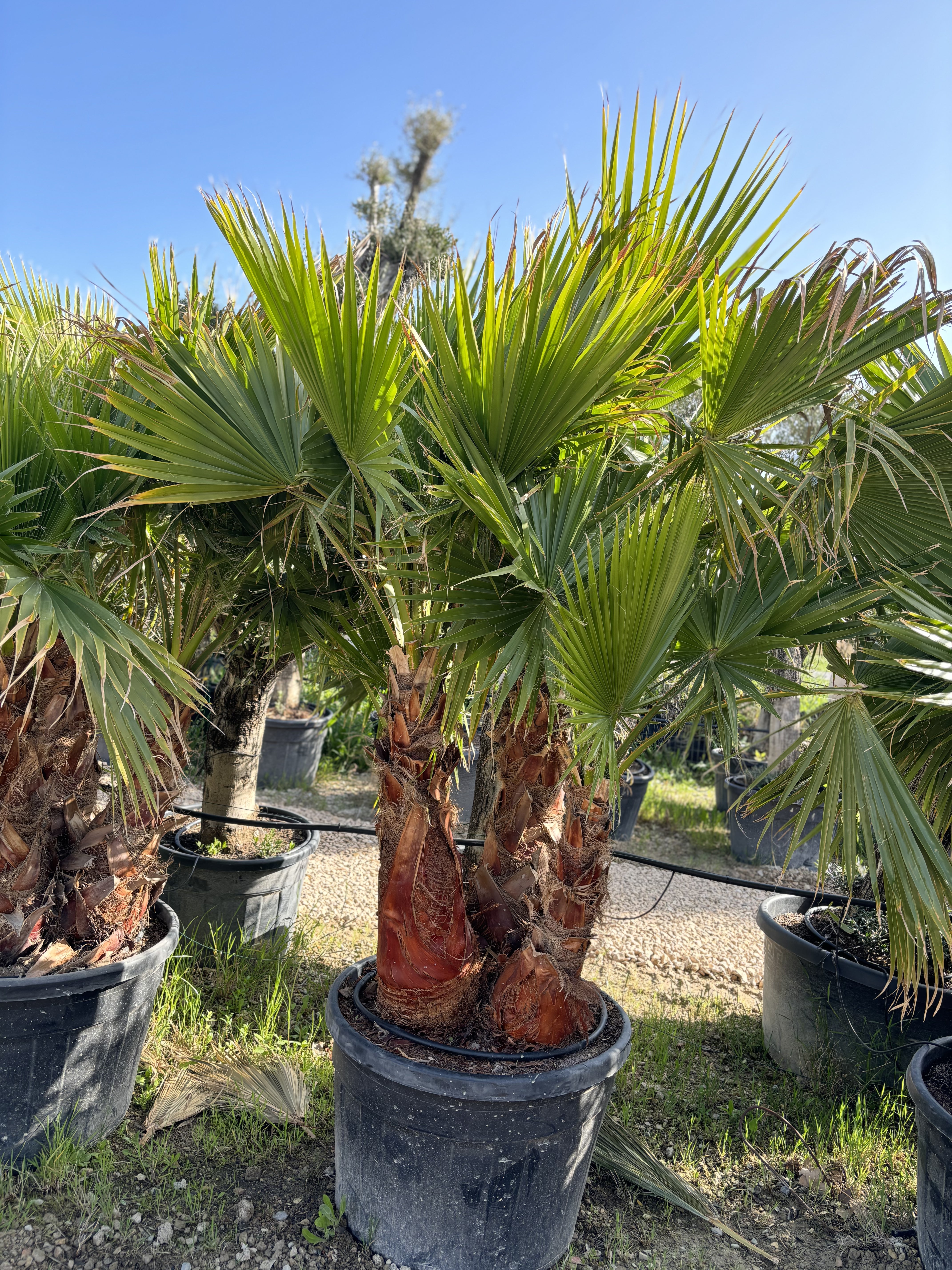 Groupe de washingtonia robusta écorce 4 tronc