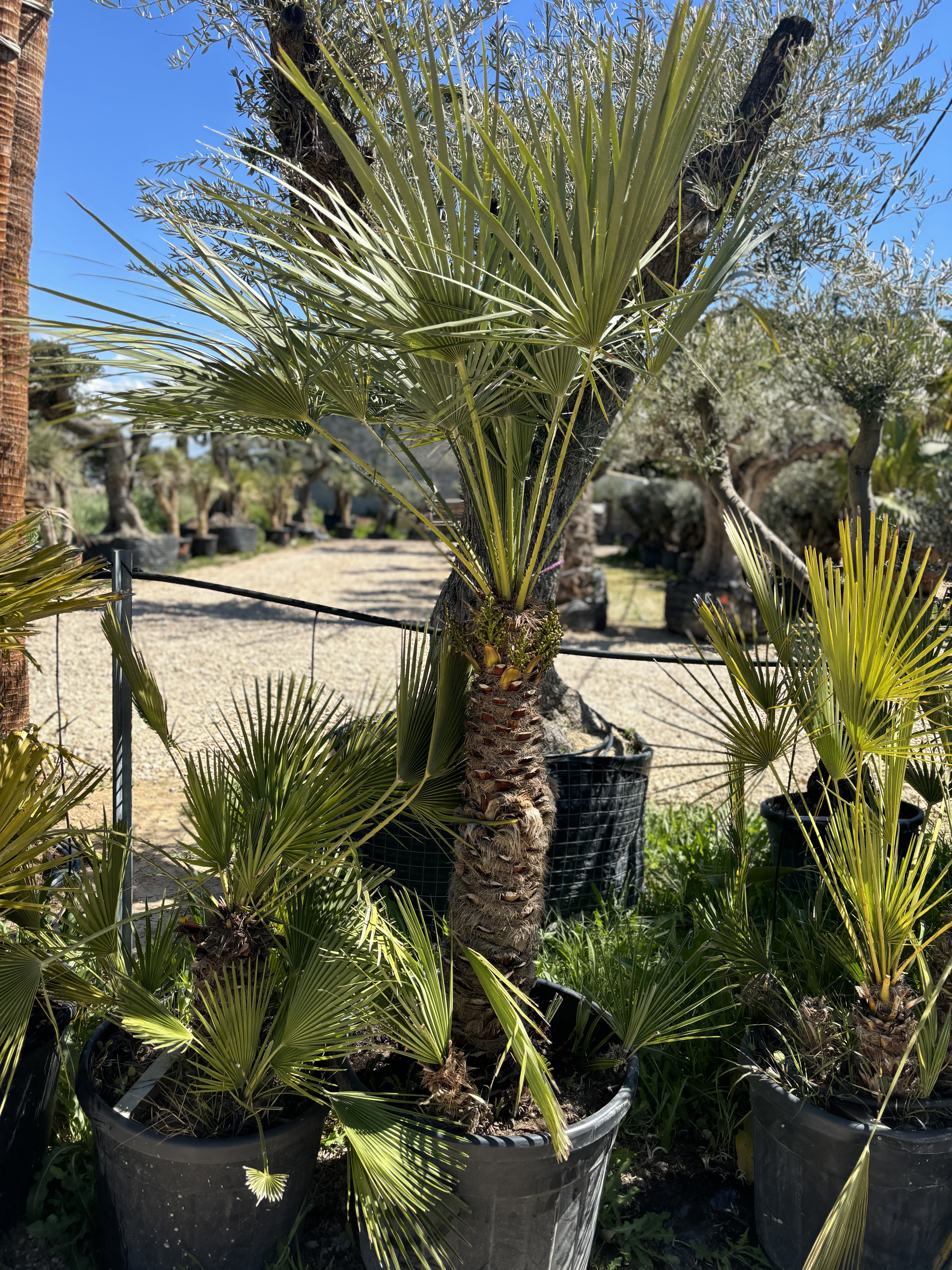 Palmier Chameorops humilis