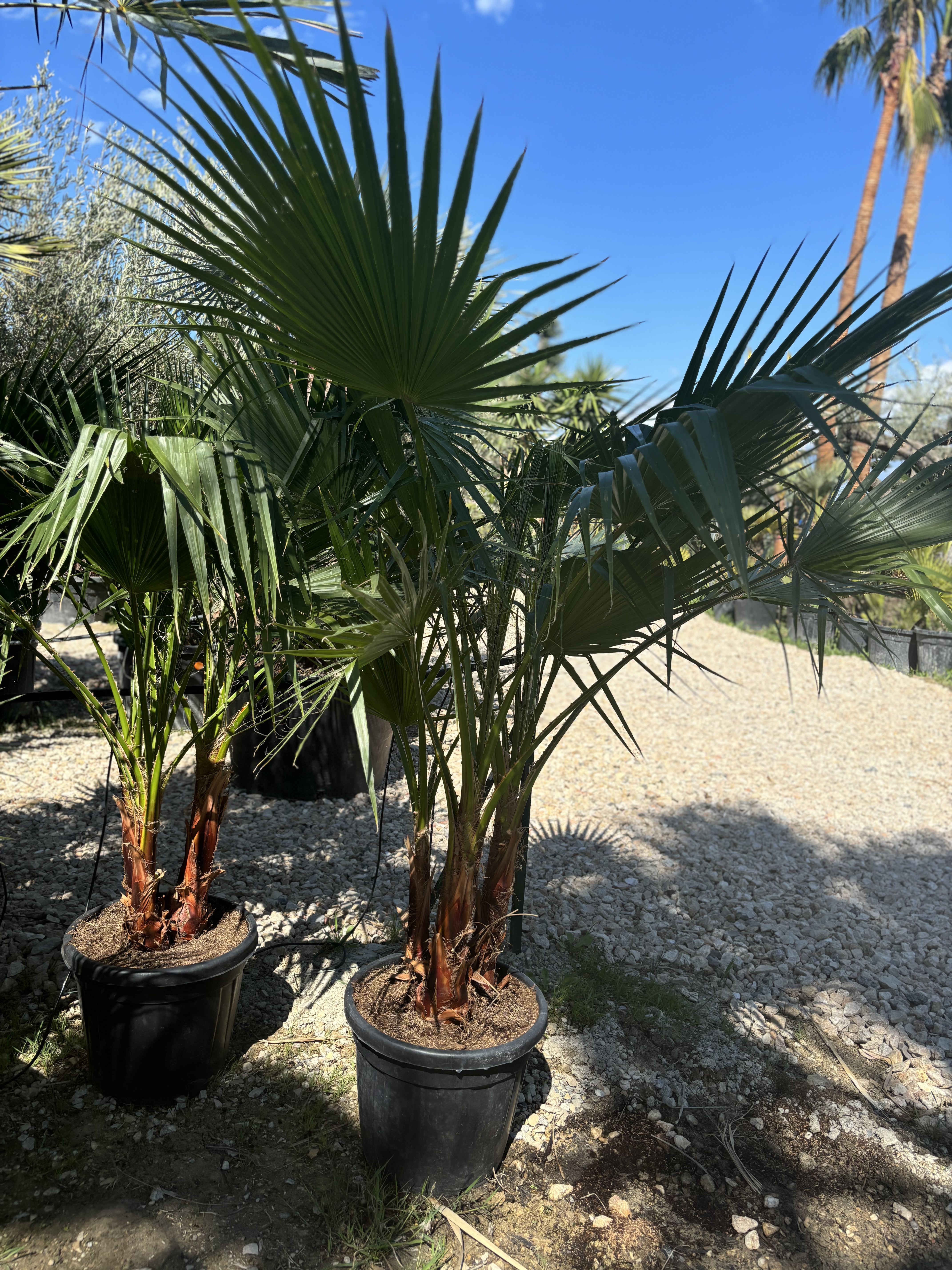 Palmier washingtonia triple petit