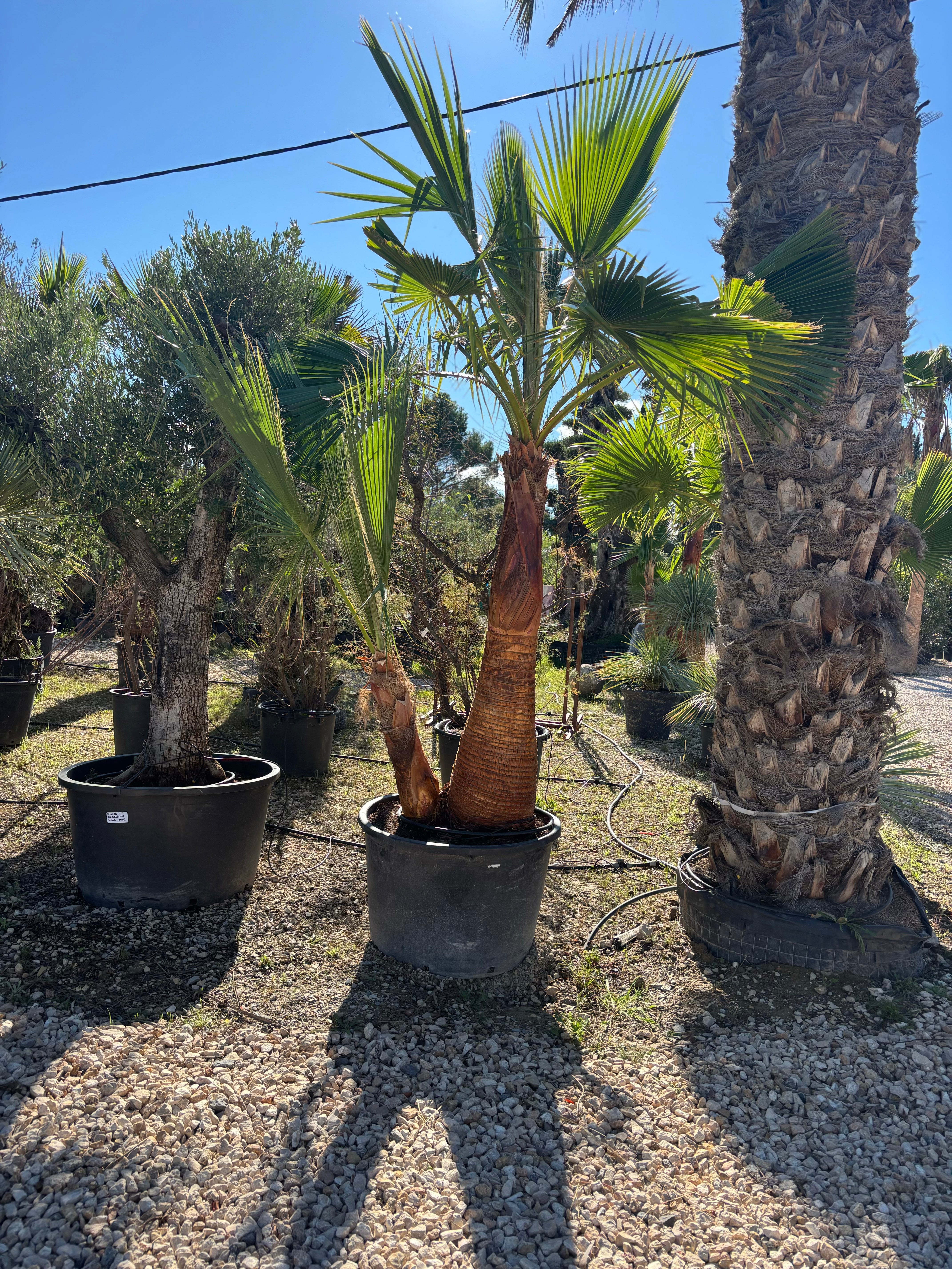 Palmier Washingtonia Robusta écorcé double troncs