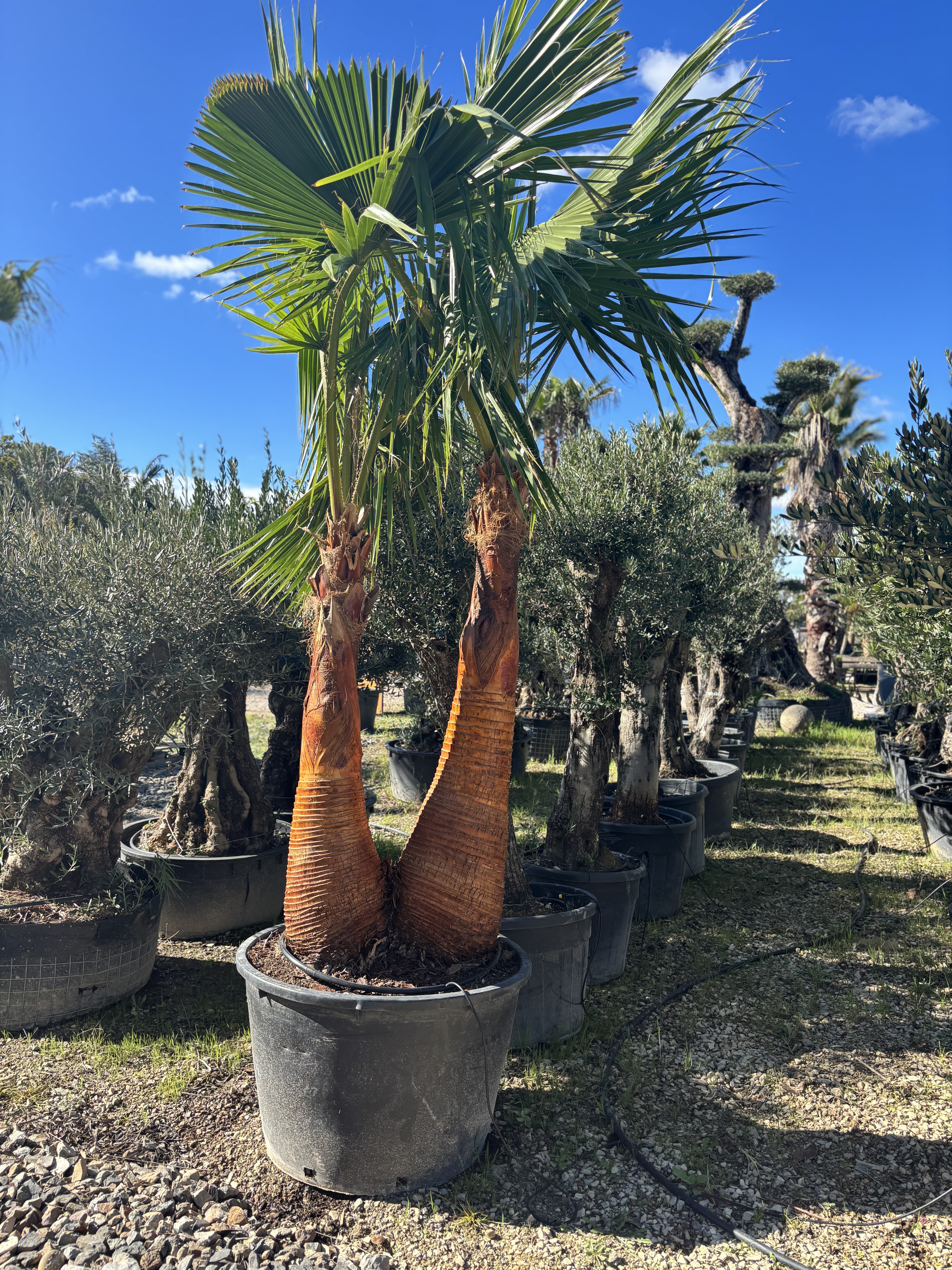 Palmier Washingtonia Robusta écorcé Double troncs