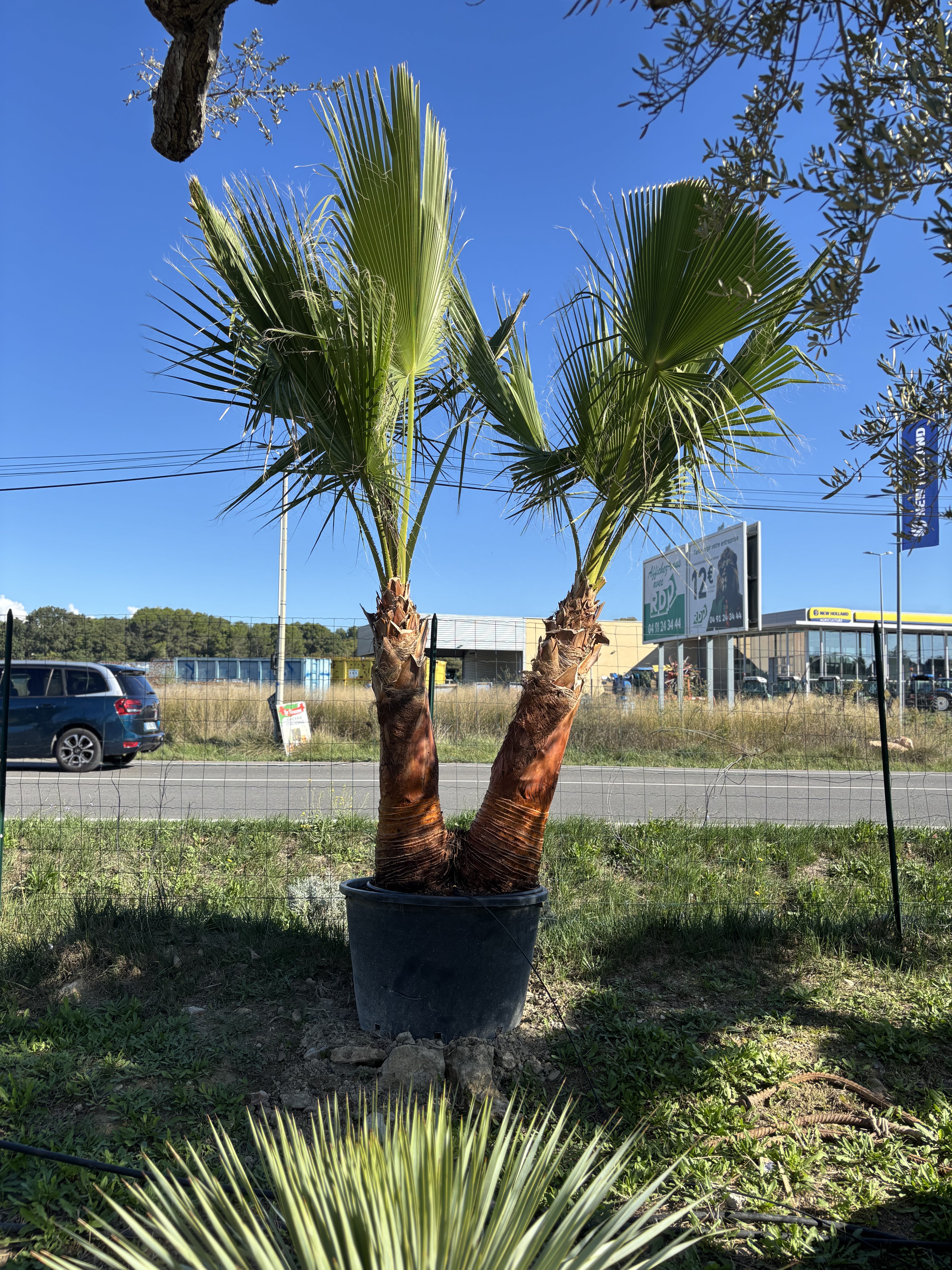 Palmier Washingtonia Robusta double troncs