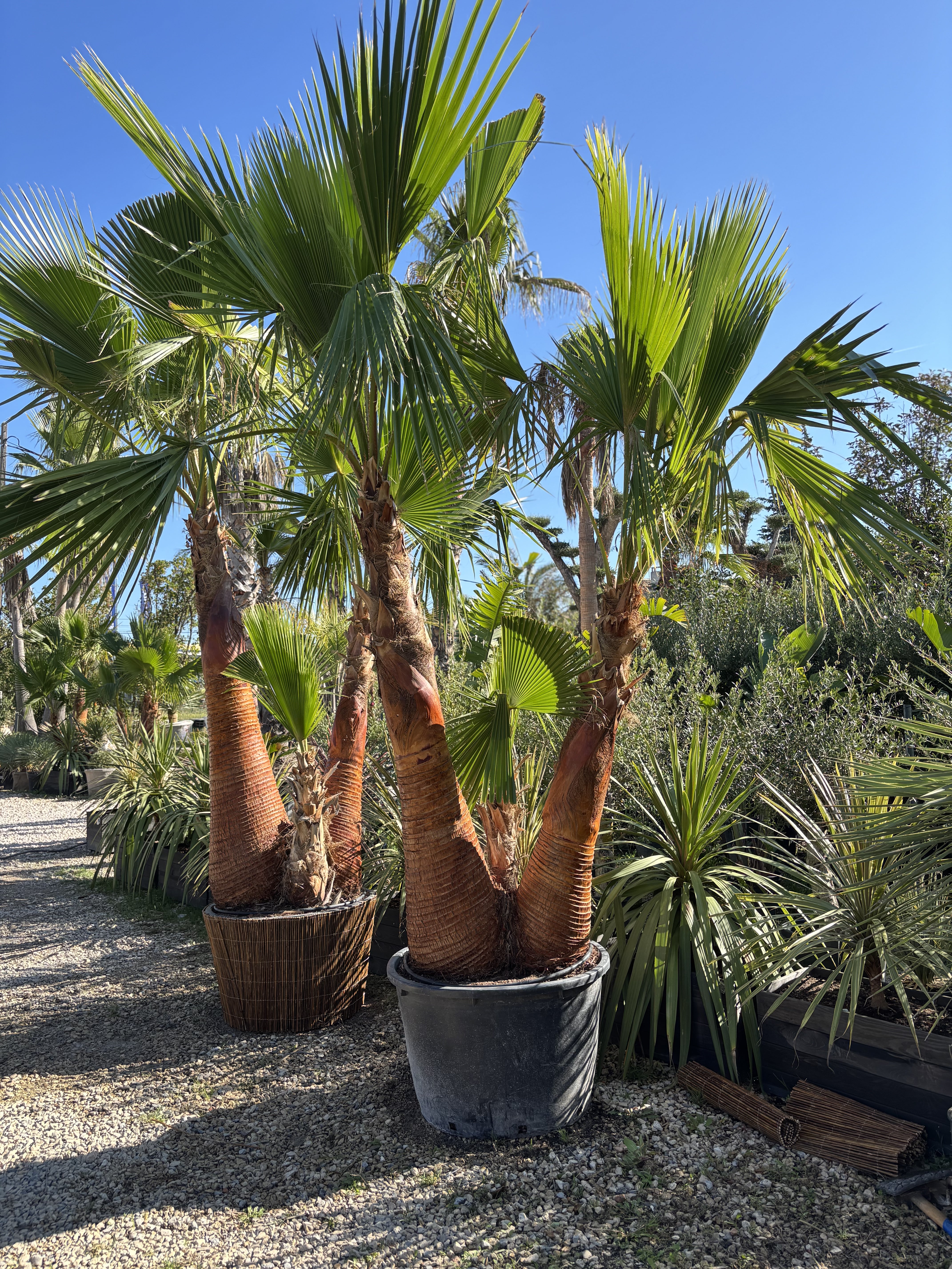 Palmier Washingtonia Robusta triple troncs