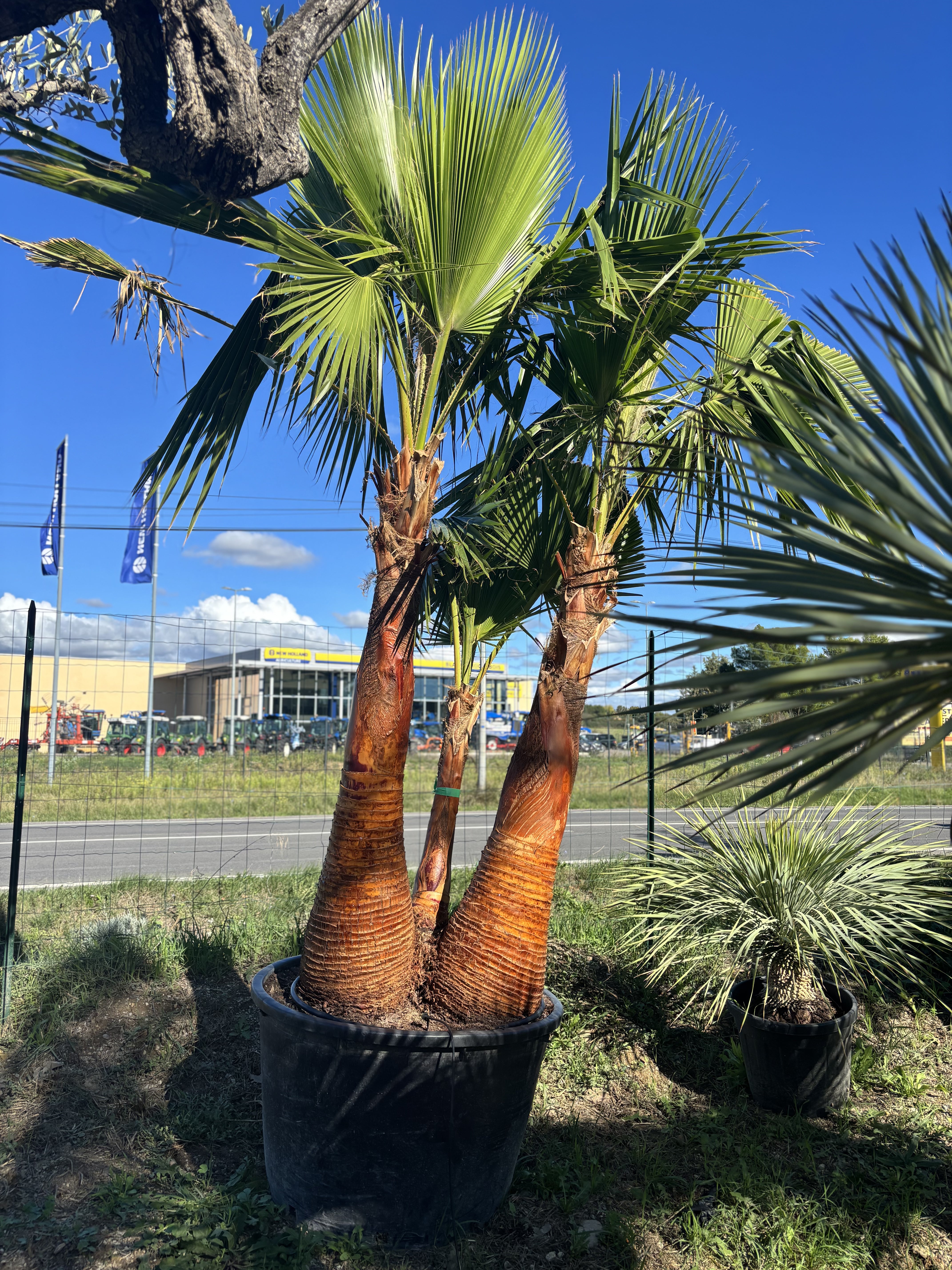 Palmier Washingtonia Robusta triple troncs