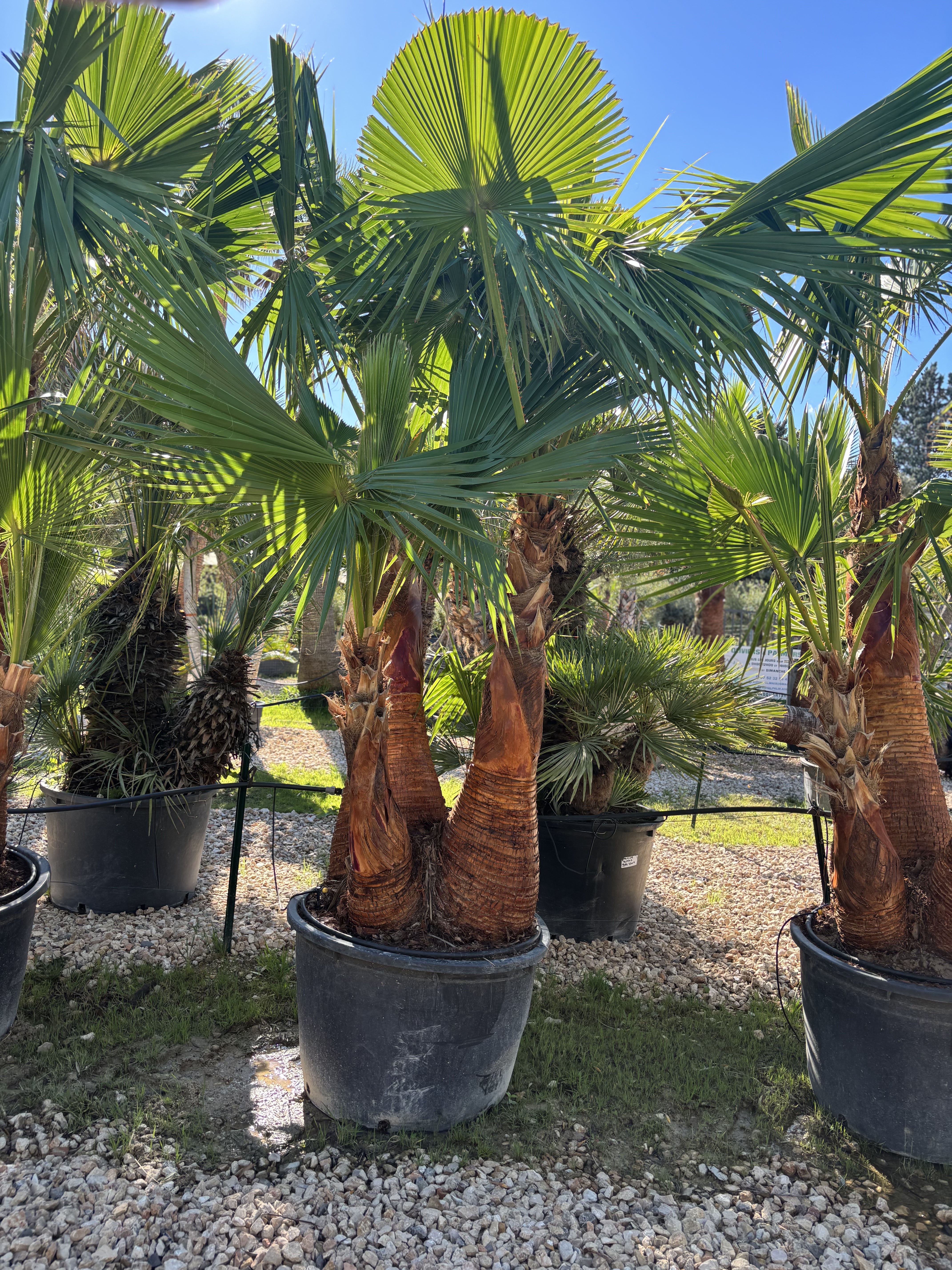 Palmier Washingtonia Robusta écorcé triple troncs