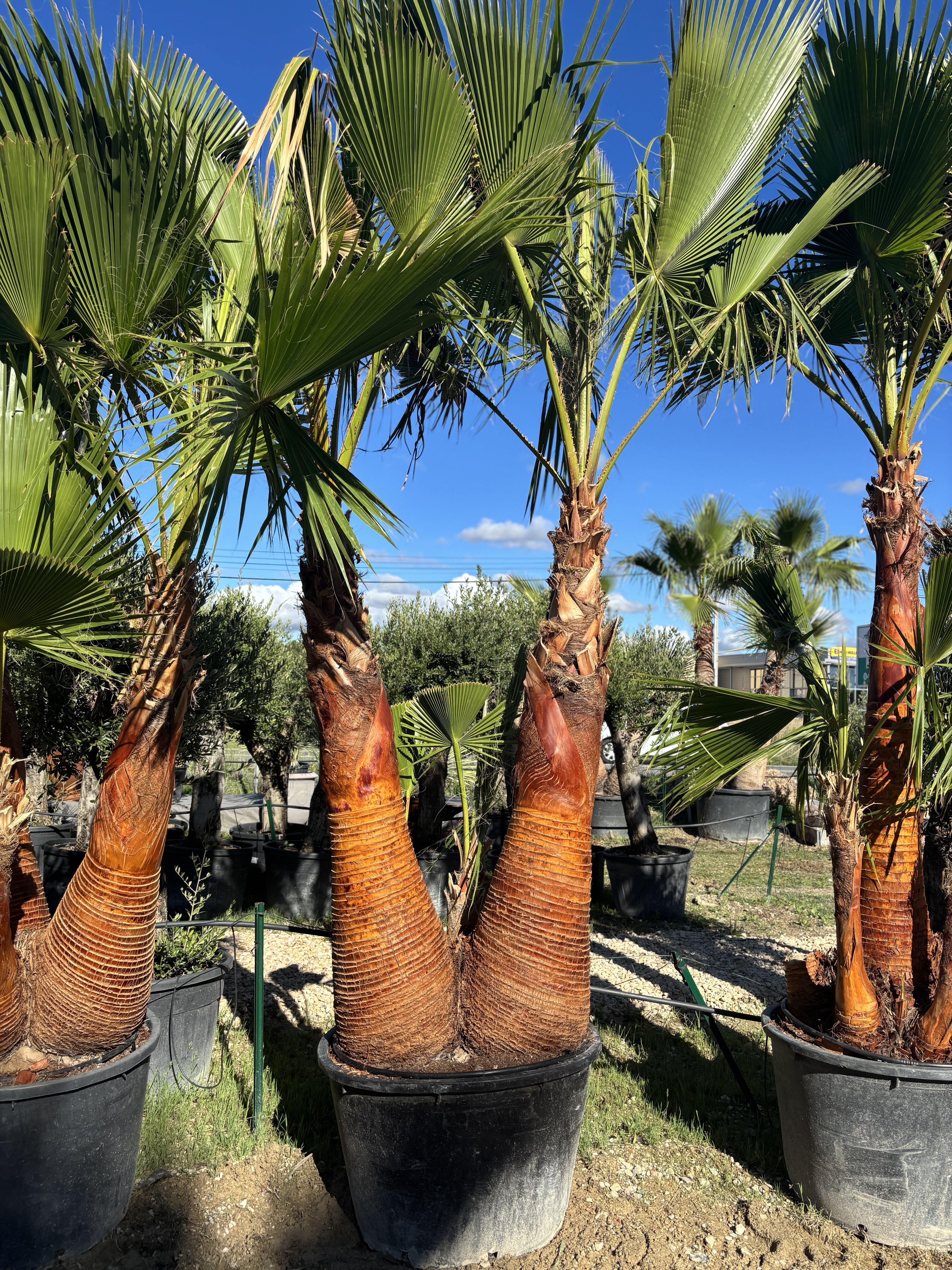 Palmier Washingtonia Robusta écorcé triple troncs