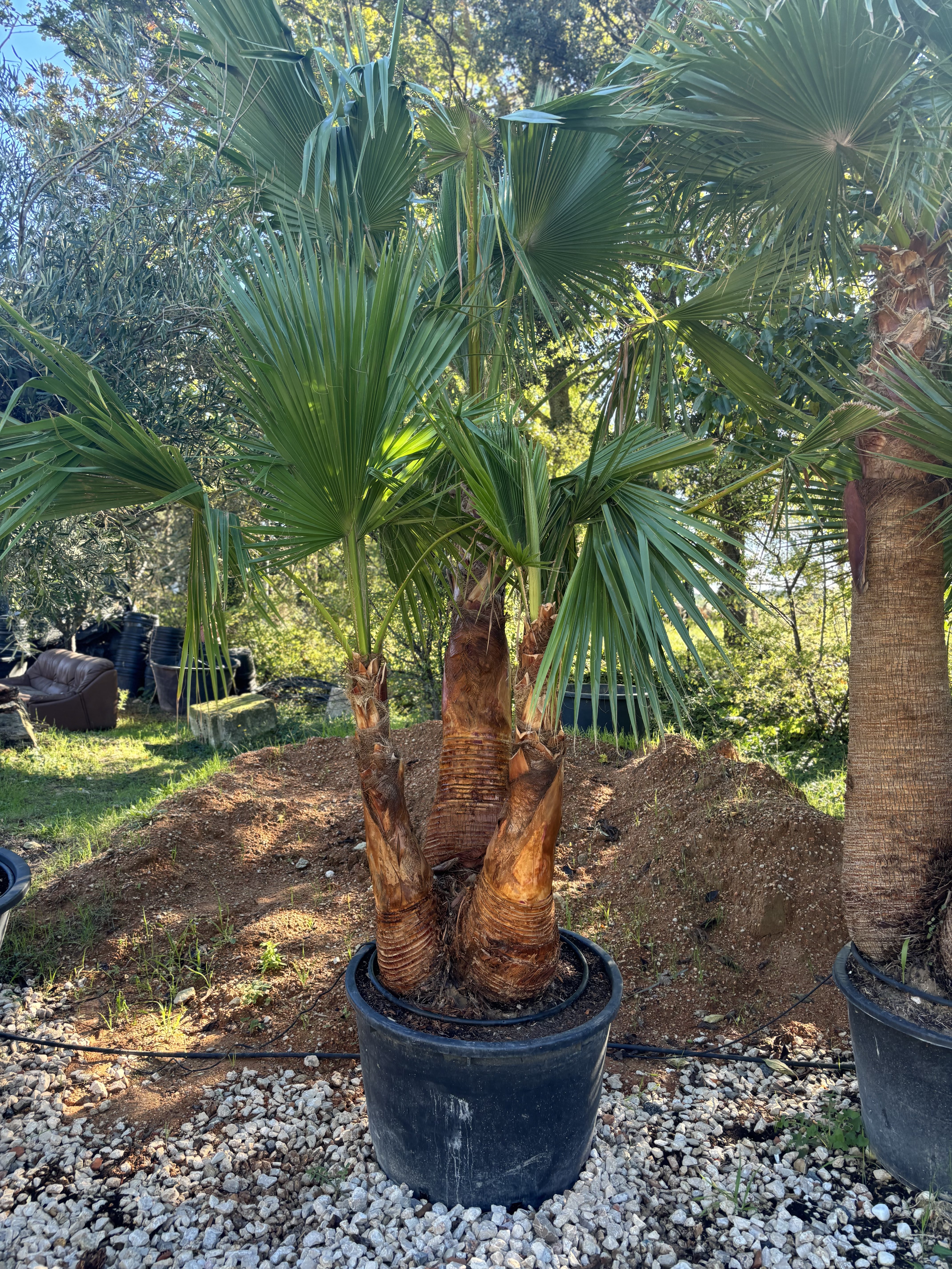 Palmier Washingtonia robusta triple troncs