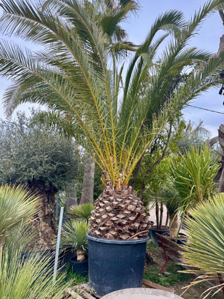 Phoenix canariensis