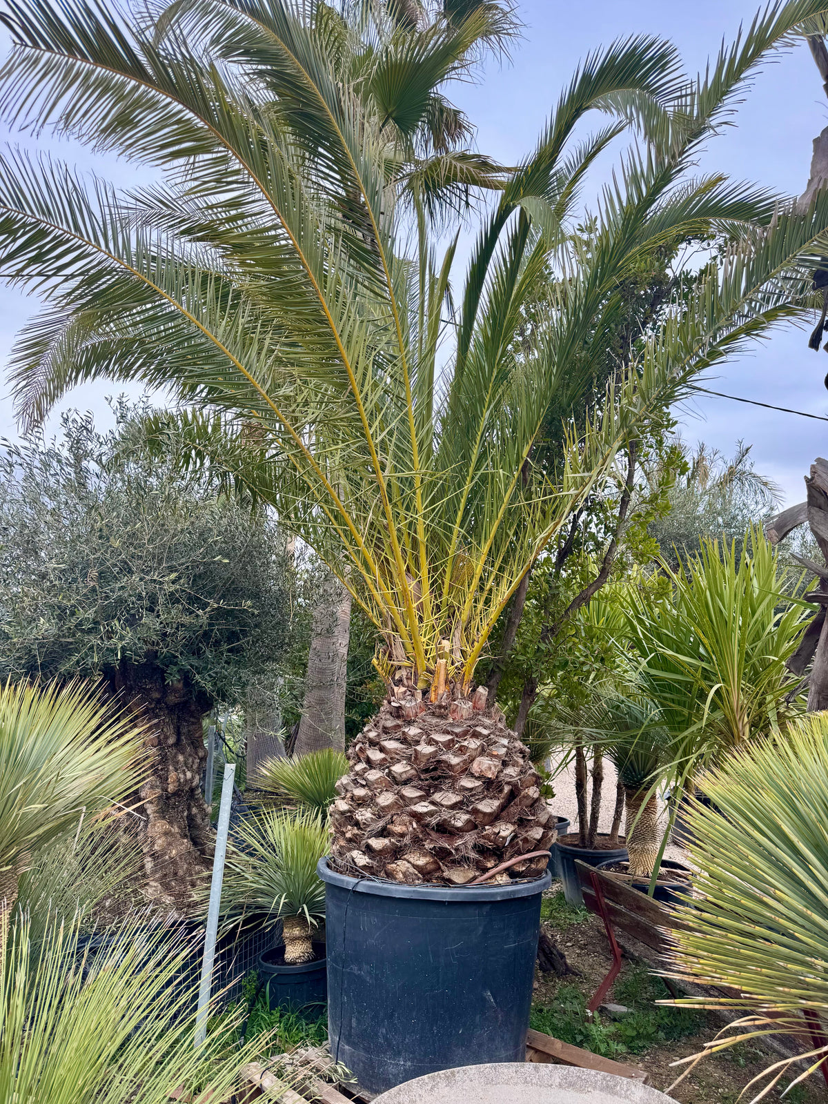Phoenix canariensis