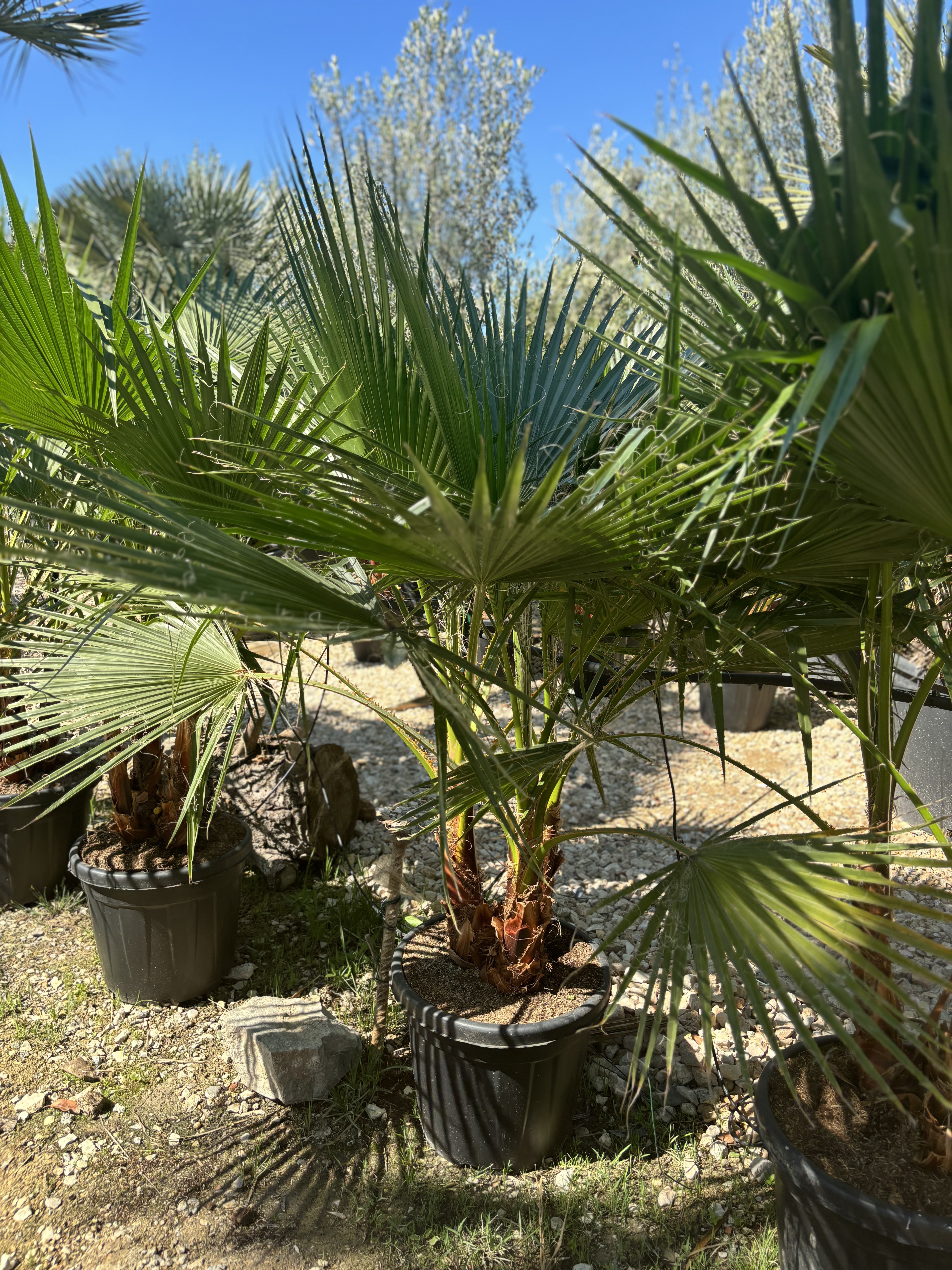 Palmier washingtonia triple petit