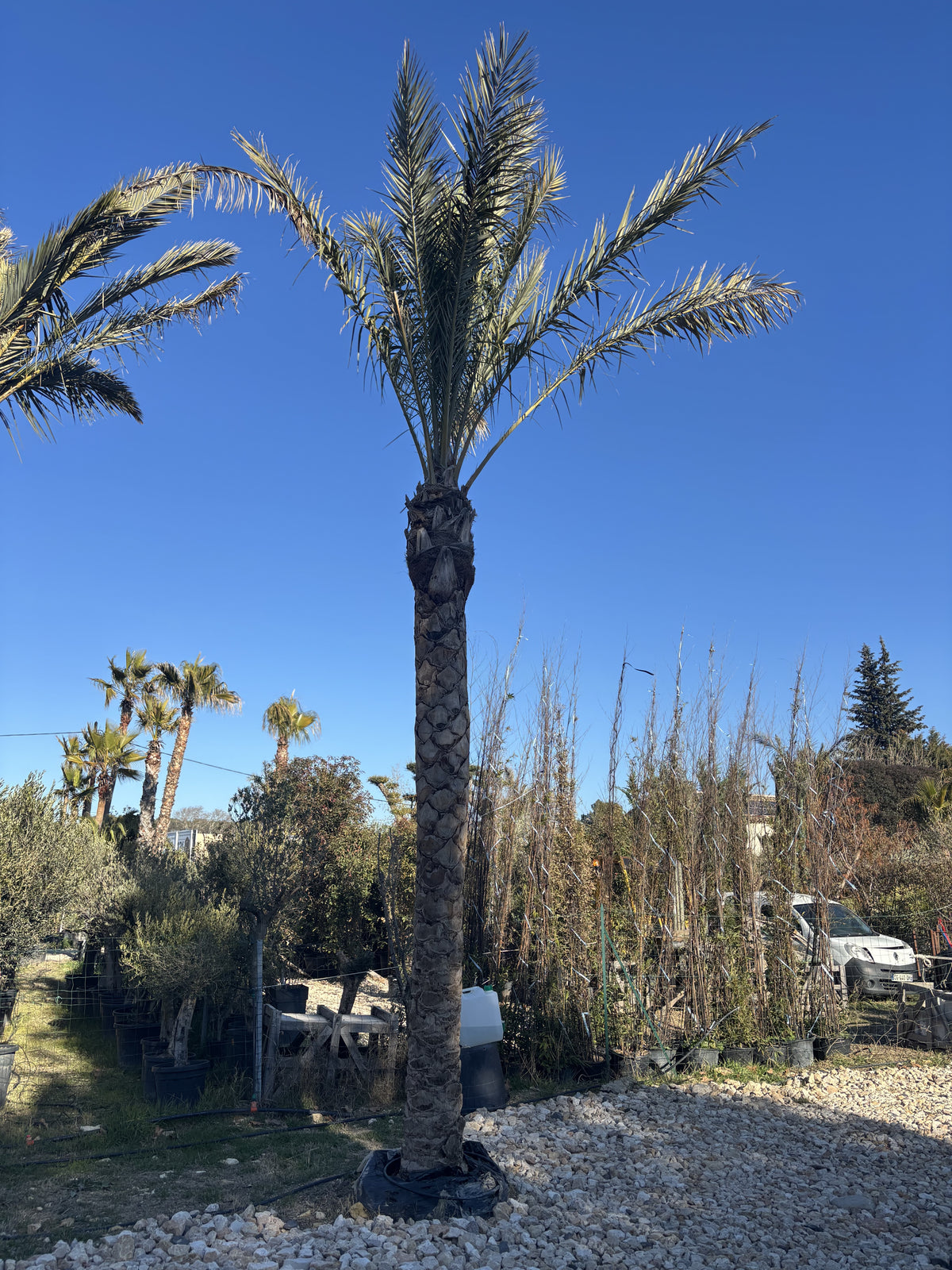 Phoenix Dactylifera 5M