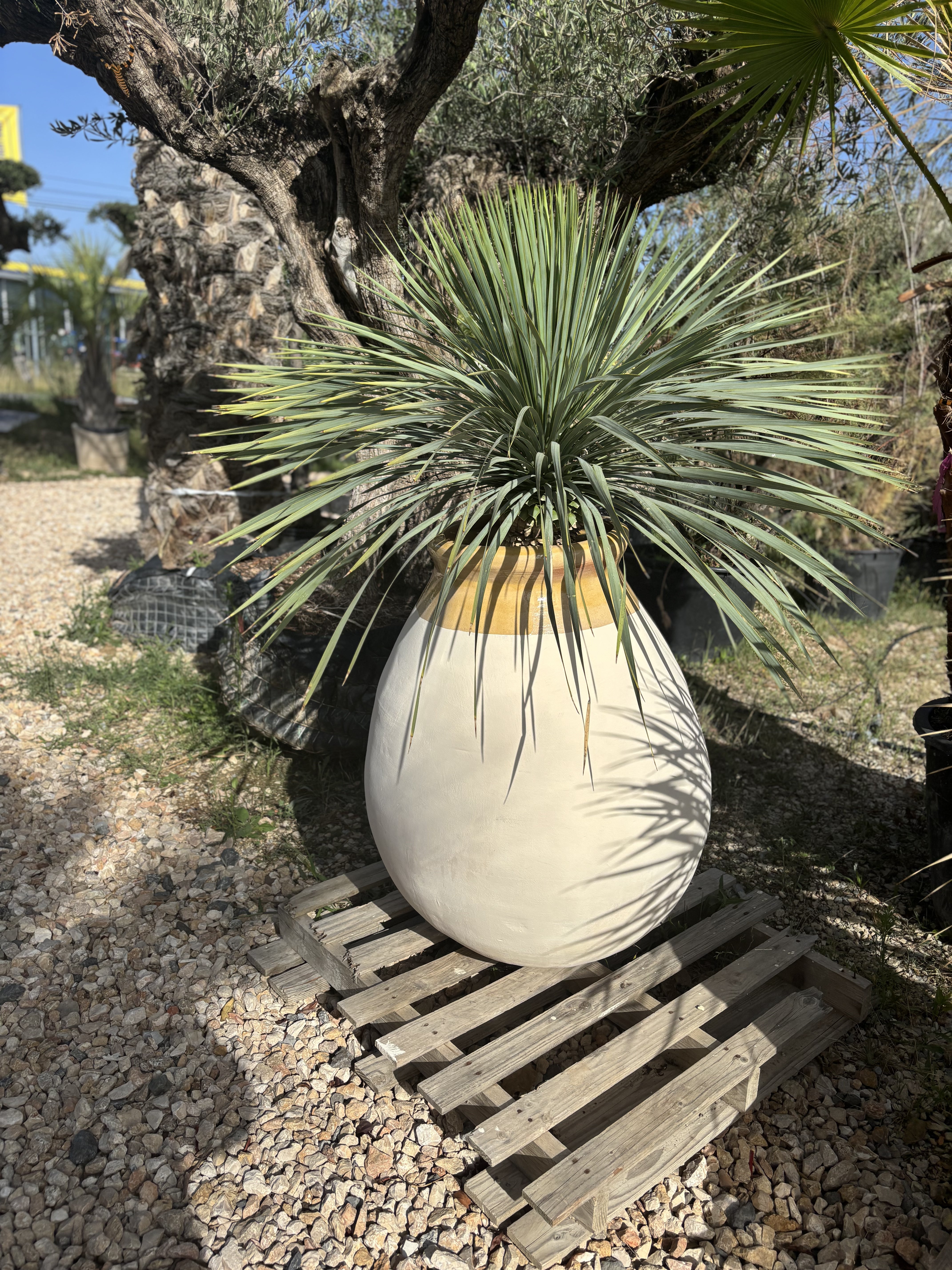 Vase biot avec Yucca Rostrata