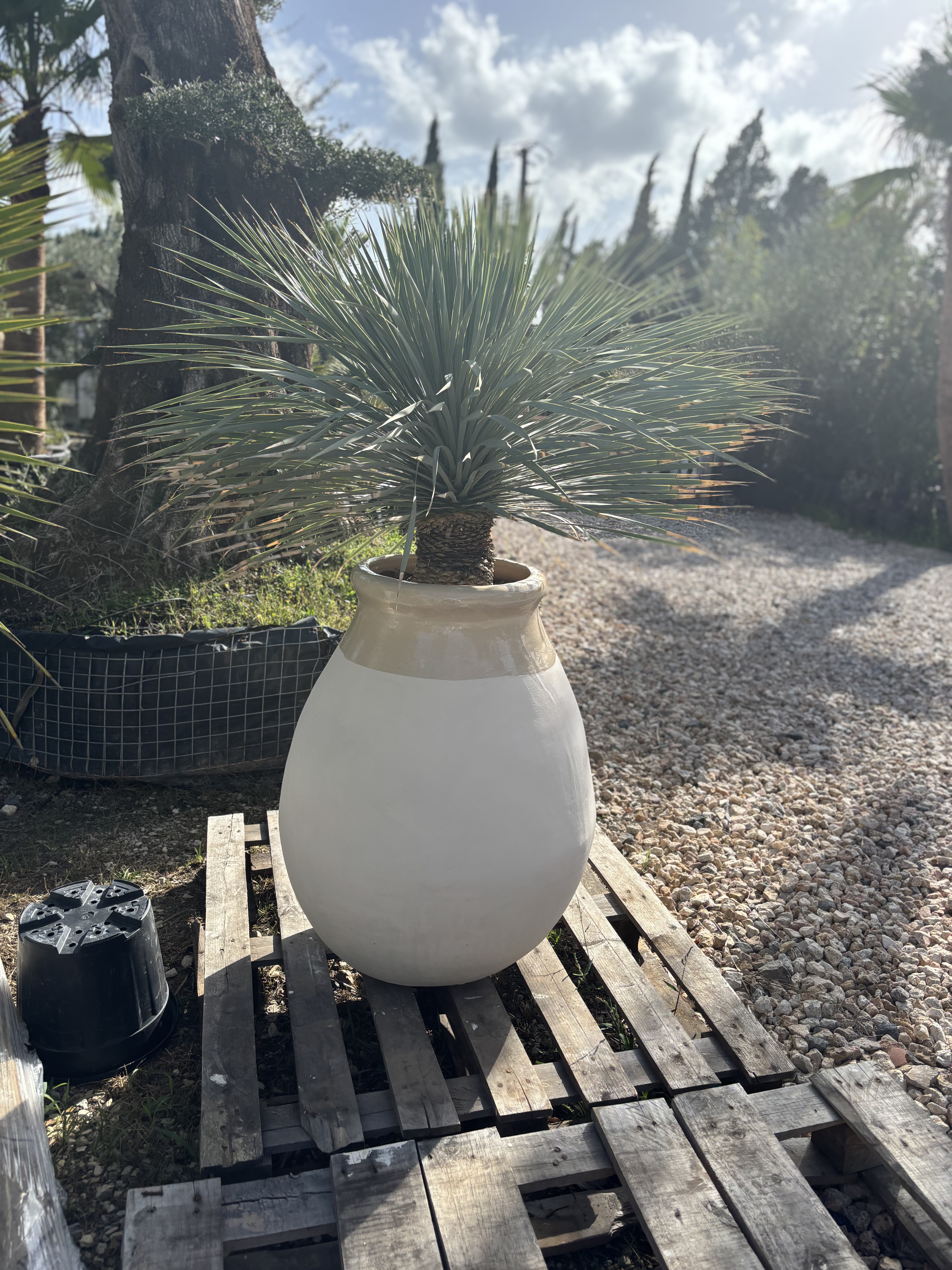 Vase biot en terre cuite avec Yucca Rostrata