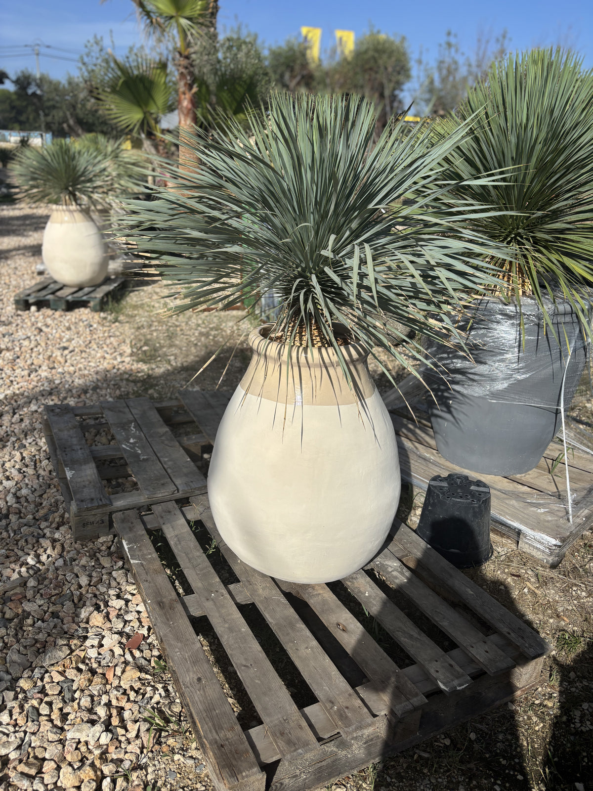 Vase biot en terre cuite avec Yucca Rostrata