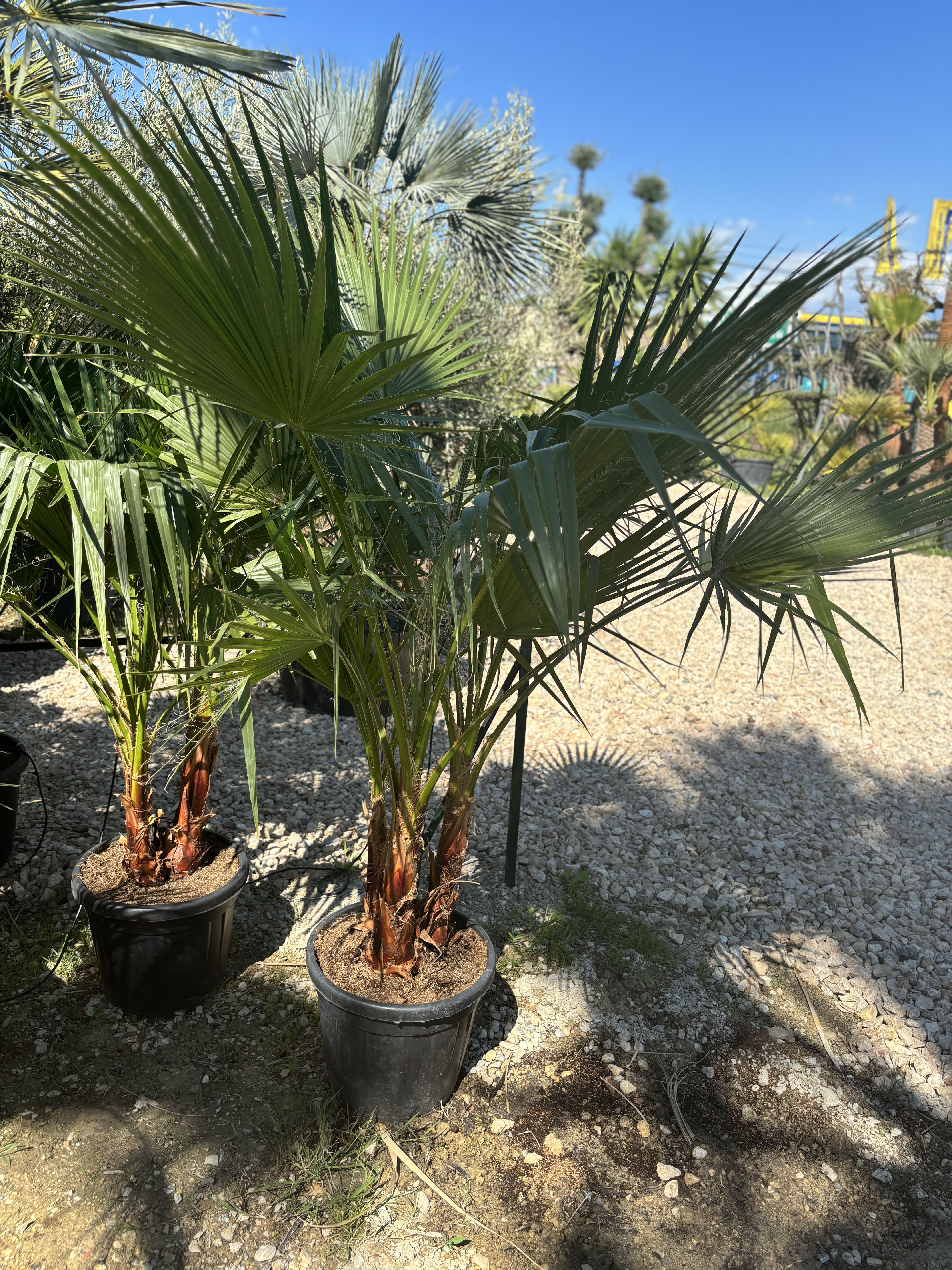 Palmier washingtonia triple petit