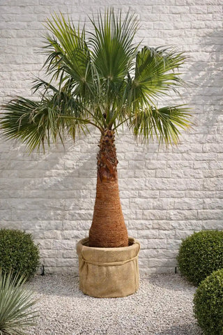 Palmier Washingtonia Robusta 2m/ 3m - Offre exceptionnelle