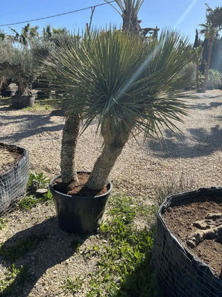 Yucca rostrata 3 troncs
