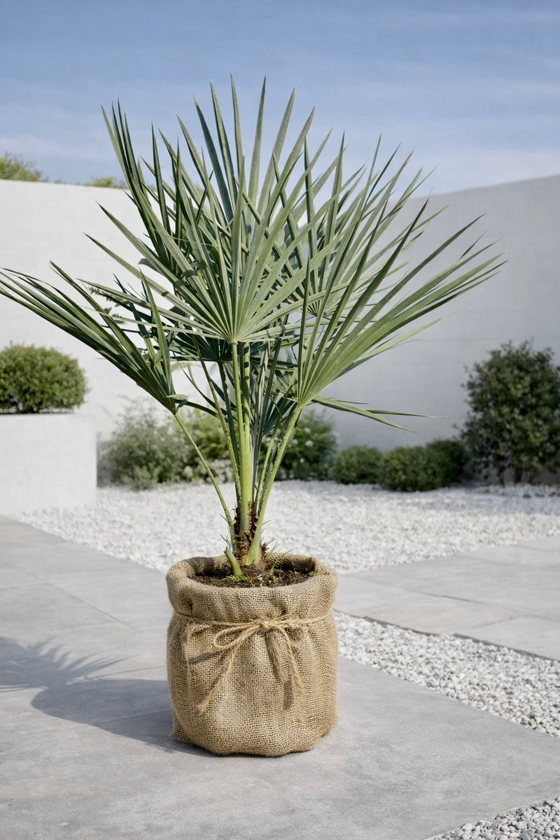 Palmier Chameorops Humilis