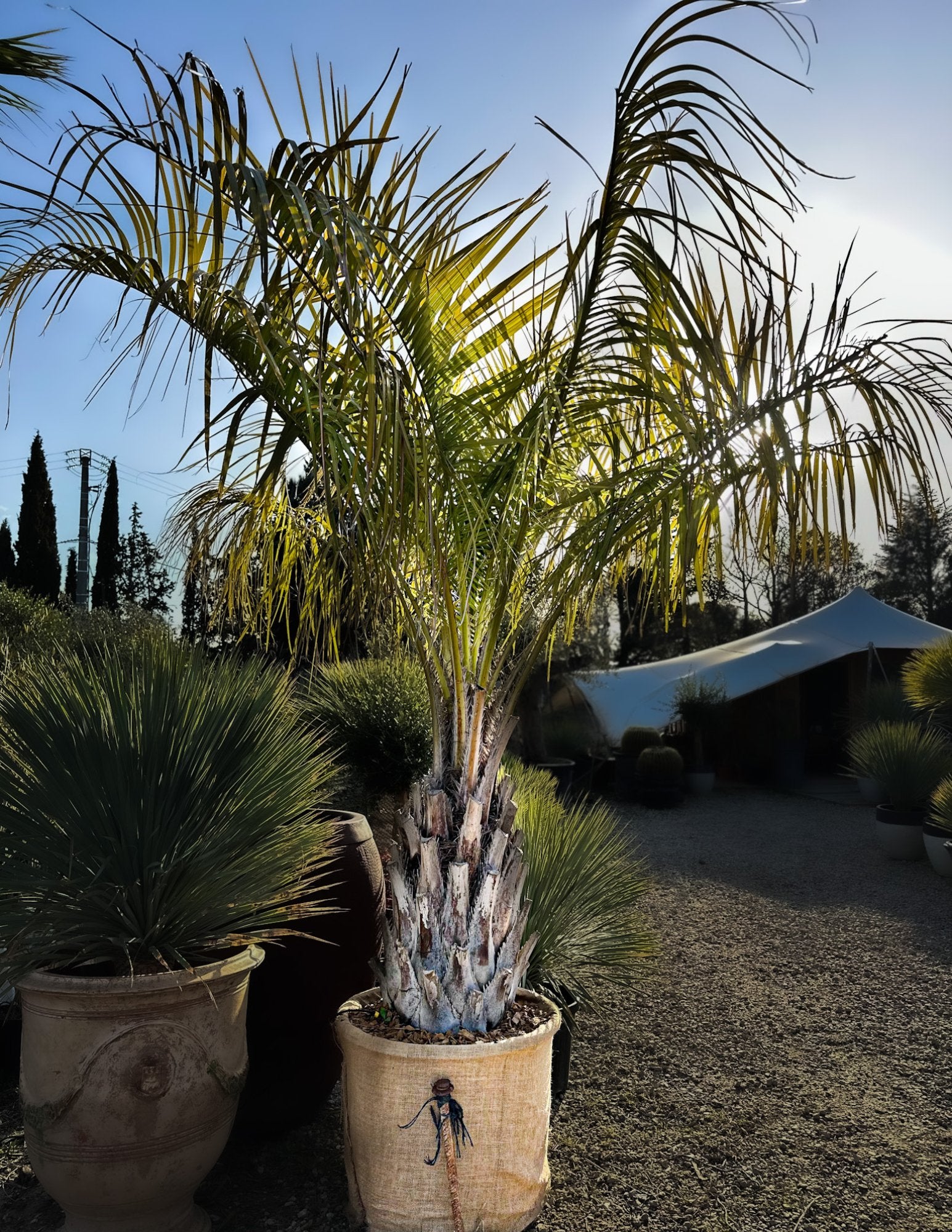 Butia capitata