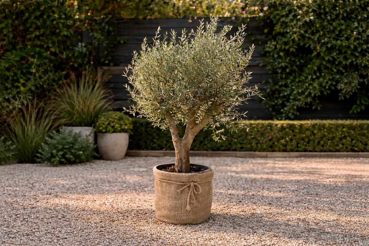 Washingtonia Robusta