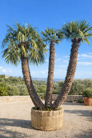 Chamaerops Humilis Multicentenaire – Triple tronc (Sujet d’exception)