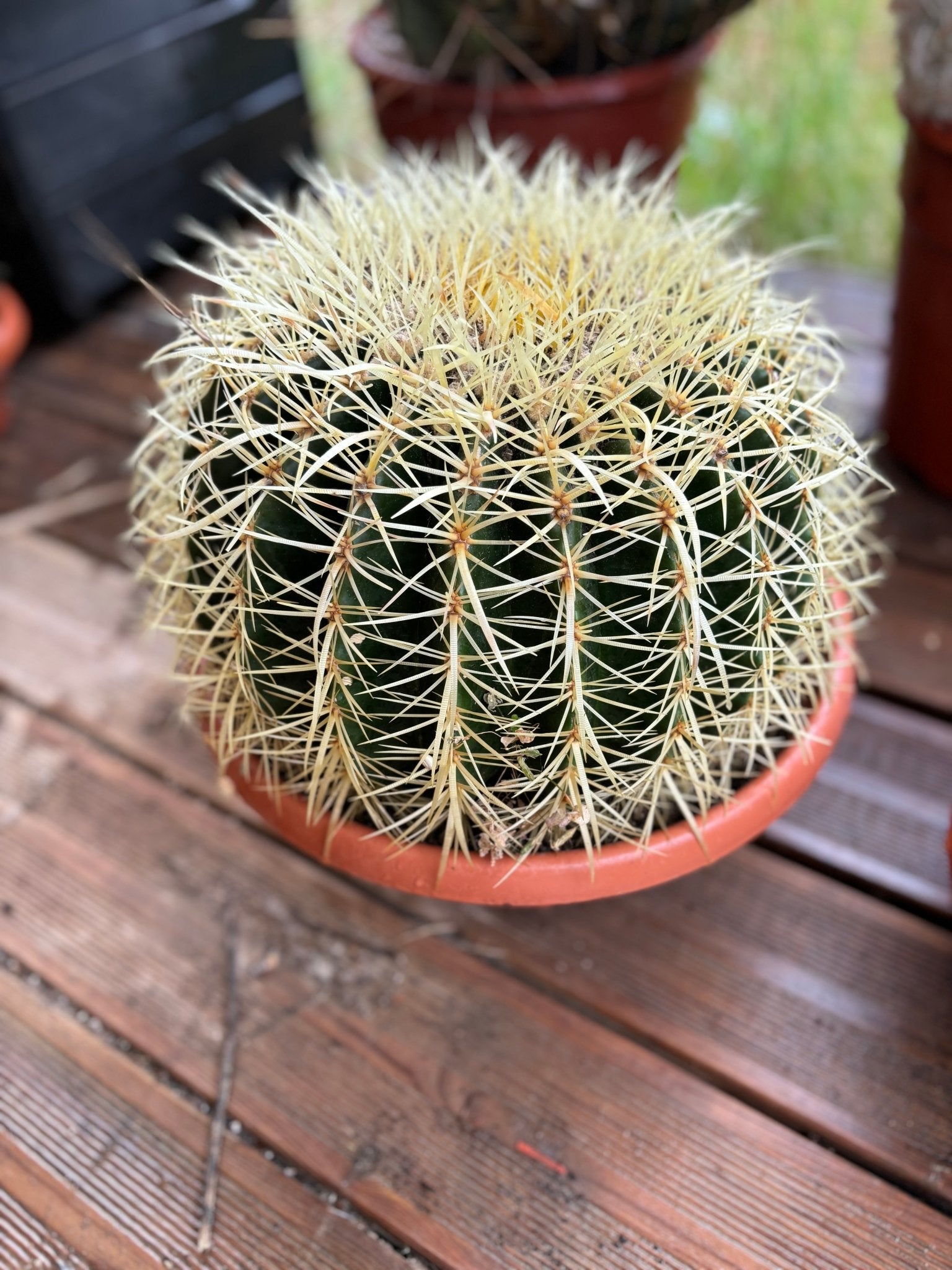 Cactus grusoni taille moyenne