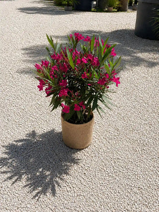 Laurier Rose Fuchsia