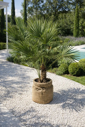 Palmier Chamaerops Humilis – Élégance Méditerranéenne Sculptée