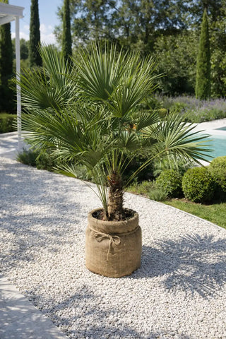 Palmier Chamaerops Humilis – Élégance Méditerranéenne Sculptée