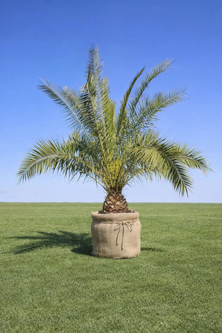 Phoenix canariensis