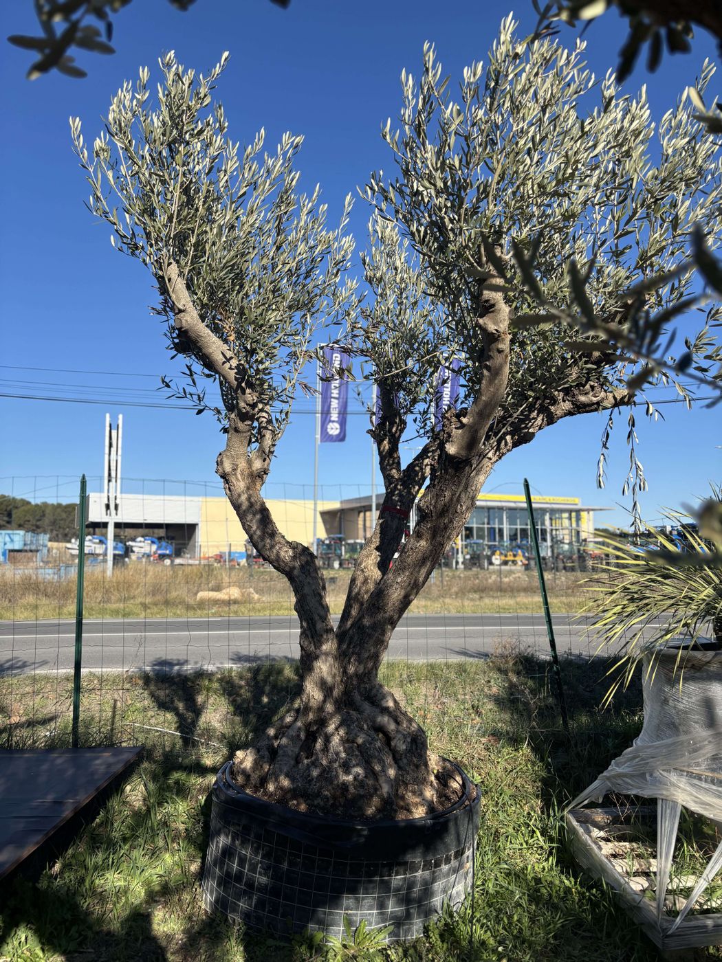 Olivier  centenaire Picual