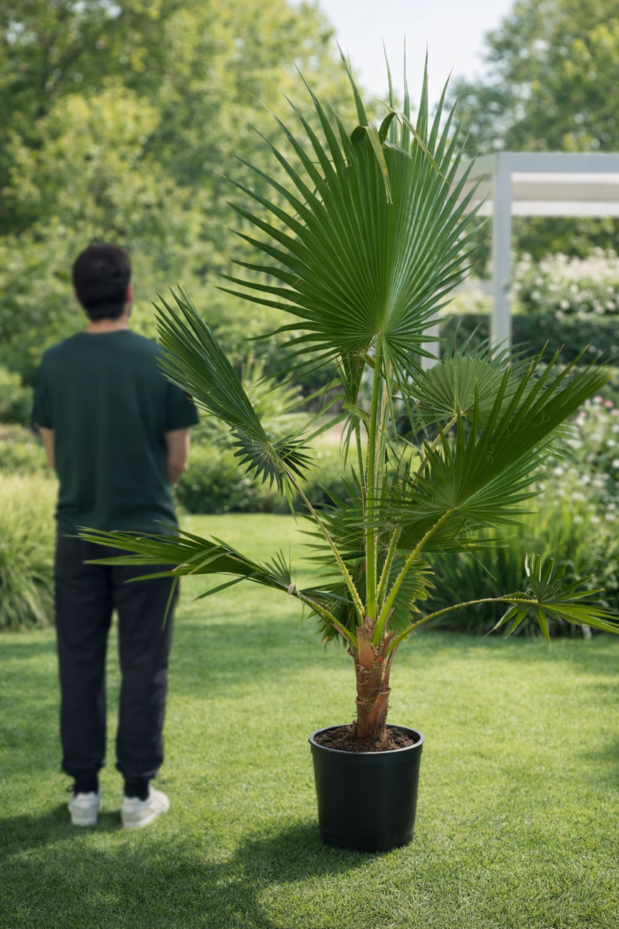 Palmier Washingtonia Robusta - Offre exceptionnelle