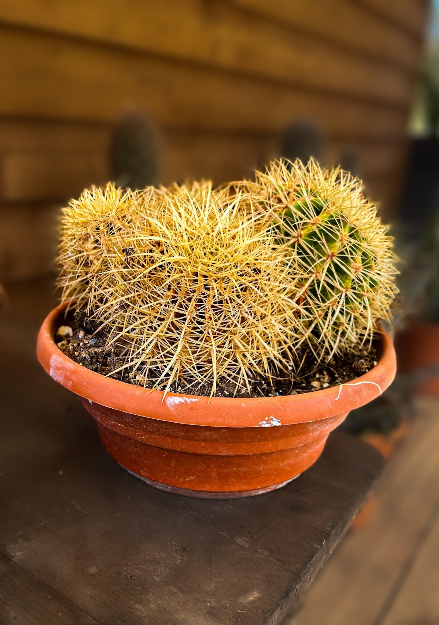 Echinocactus Grusonii