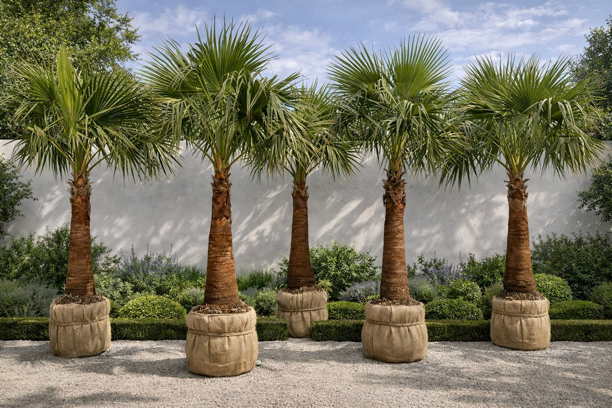 Washingtonia Robusta