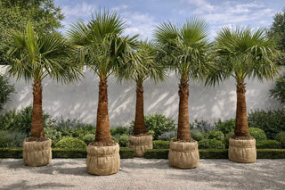 Palmier Washingtonia Robusta 2m/ 3m - Offre exceptionnelle