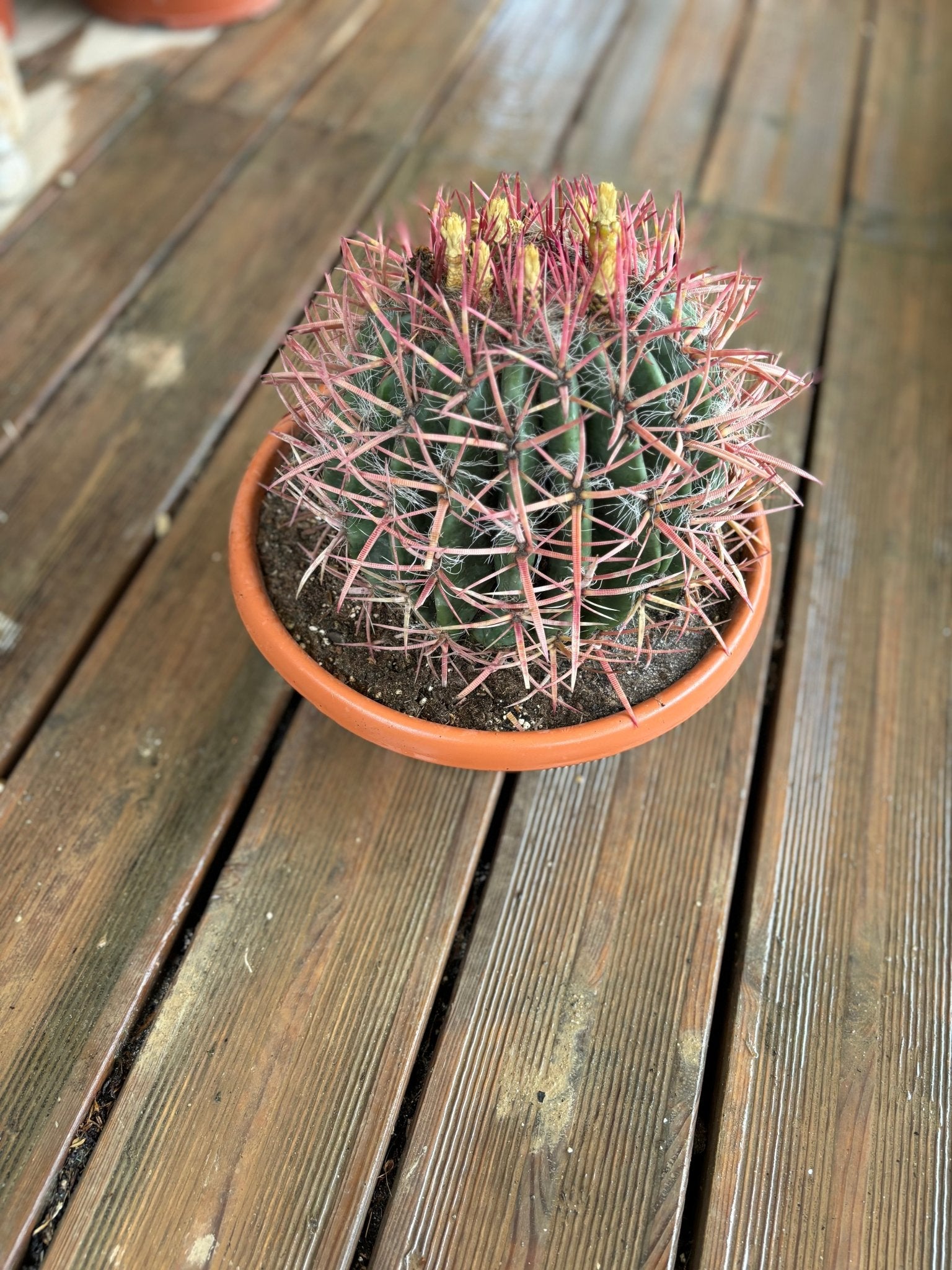 Ferocactus petite taille