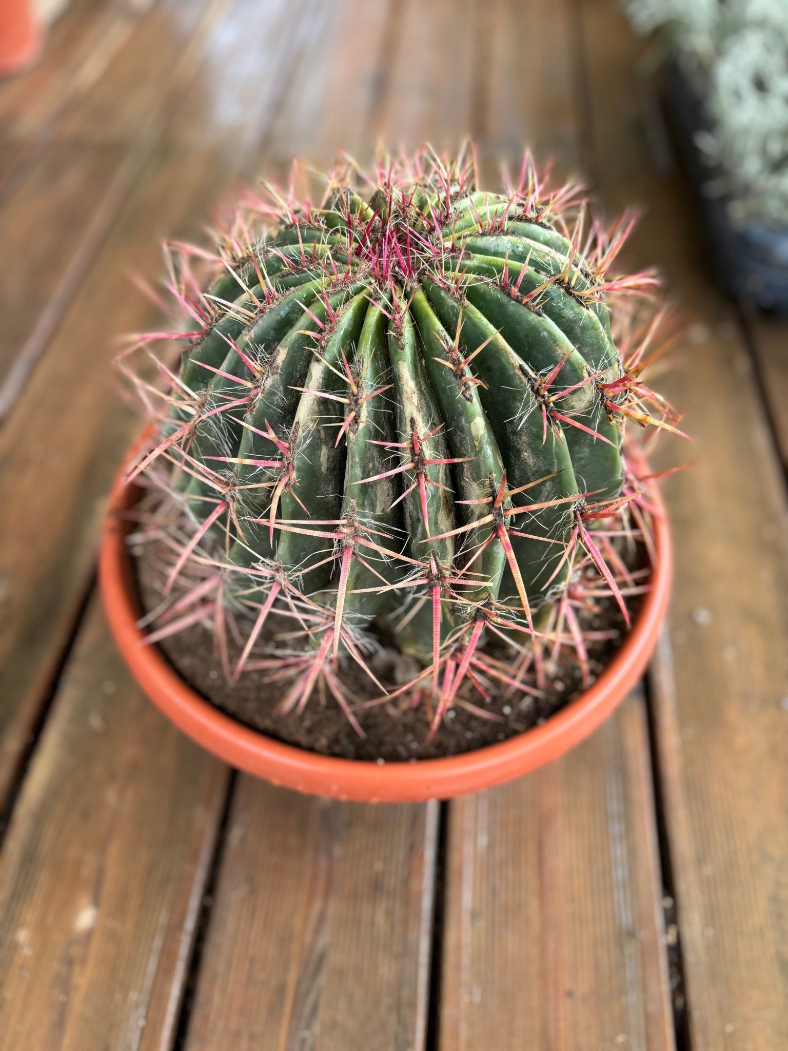 Ferocactus taille moyenne